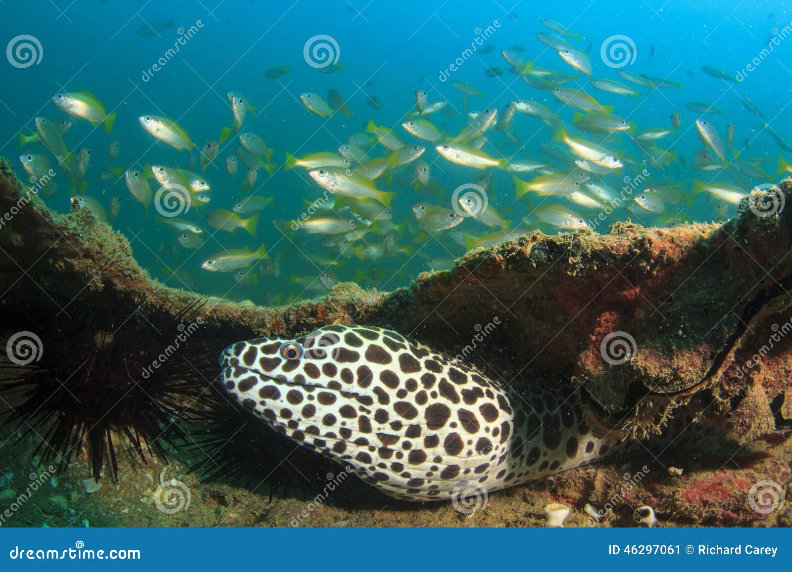 Moray Eel stock image. Image of philippines 46297061