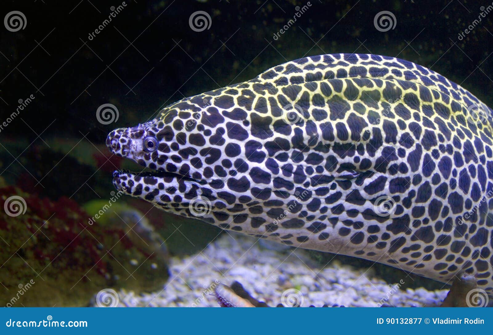 The Moray eel stock image. Image of large, pacific 90132877