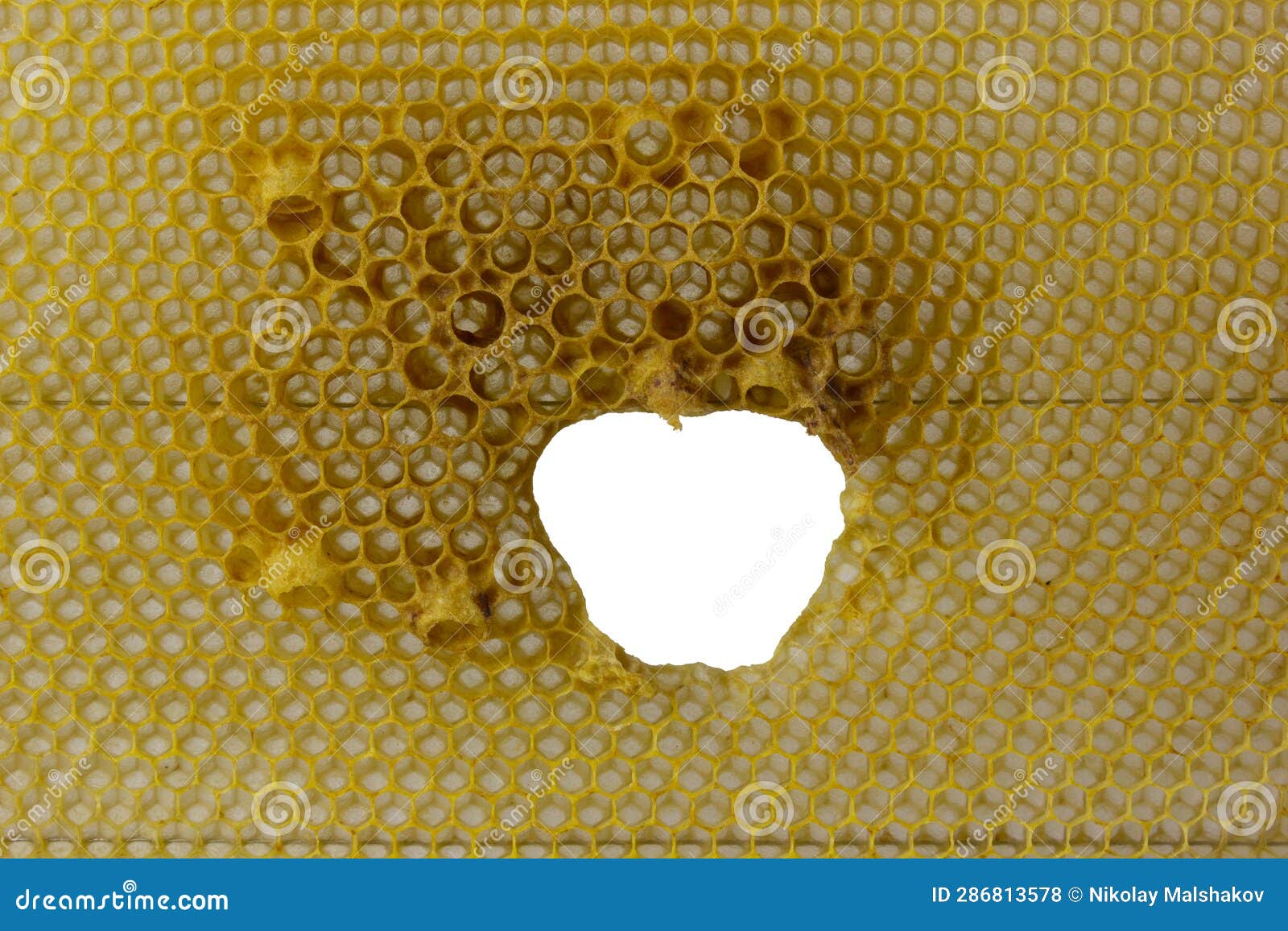 with a Gnawed Hole in the Center. Cells for Honey and Bee