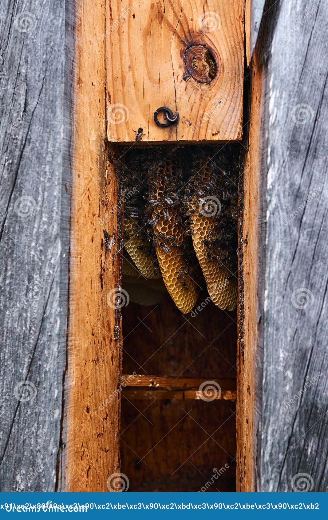 natural honeycombs inside a traditional log hive without brood frames