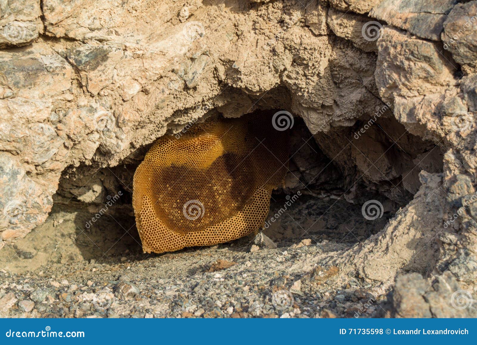 of Wild Bees in the Cave at the Mountains Stock Photo