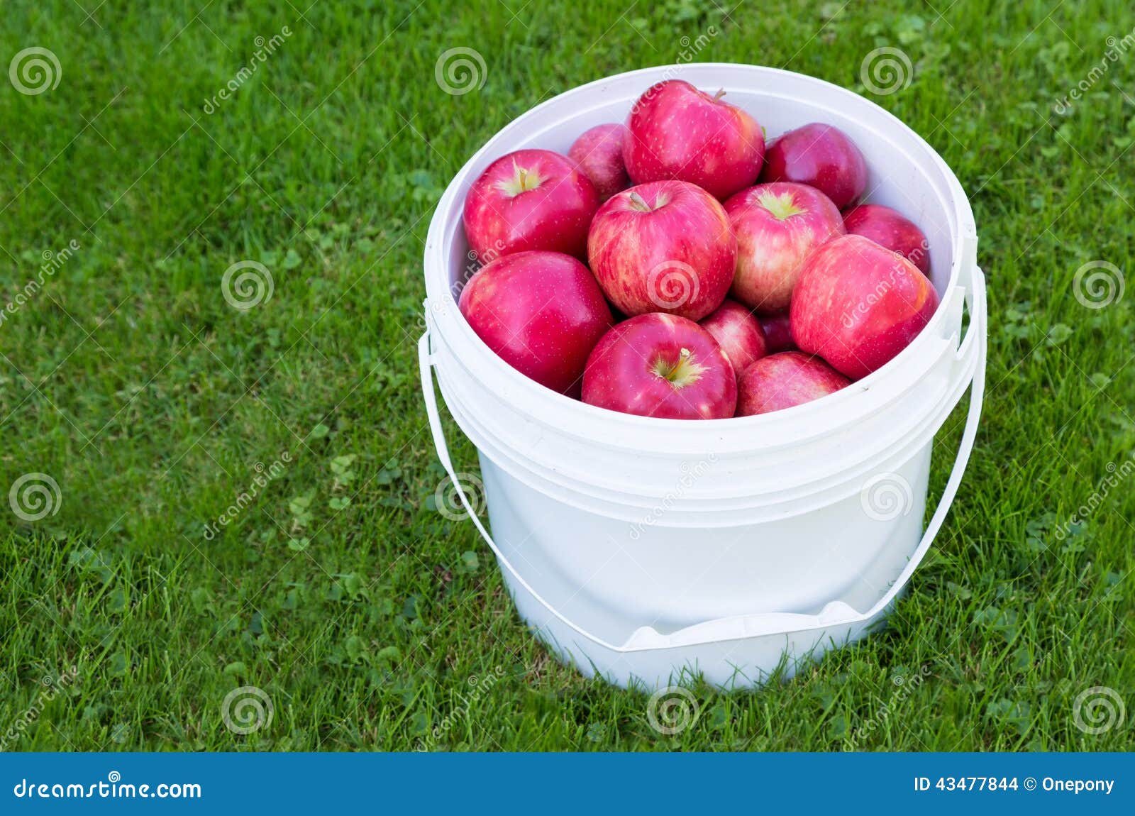 Honeycrisp Apples stock photo. Image of fresh, bucket 43477844