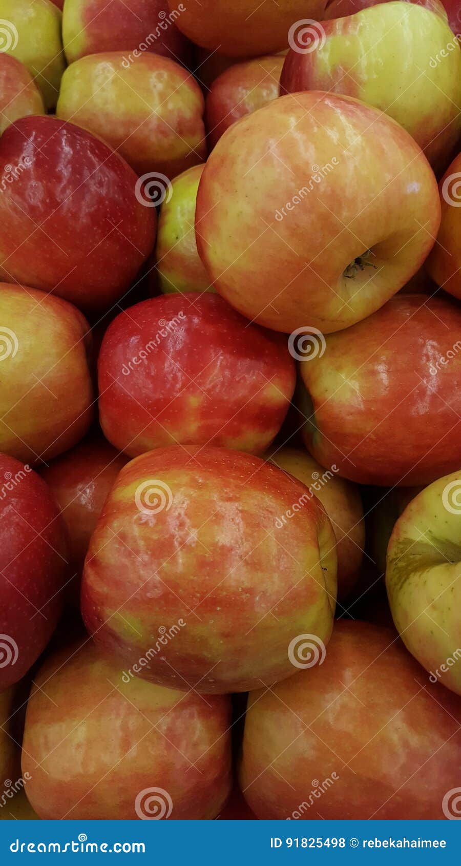 Honeycrisp Apples stock photo. Image of yellow, shiny 91825498