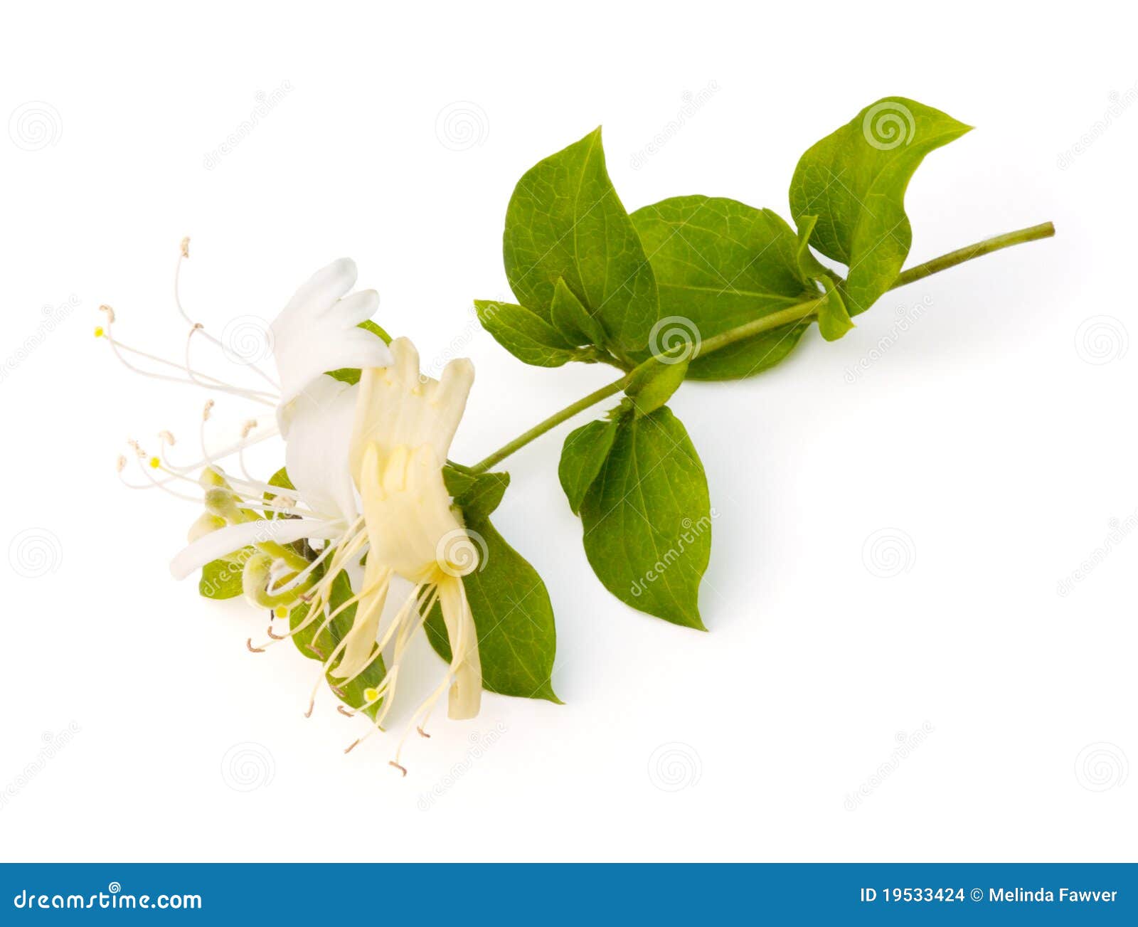 honeysuckle clipart - photo #30