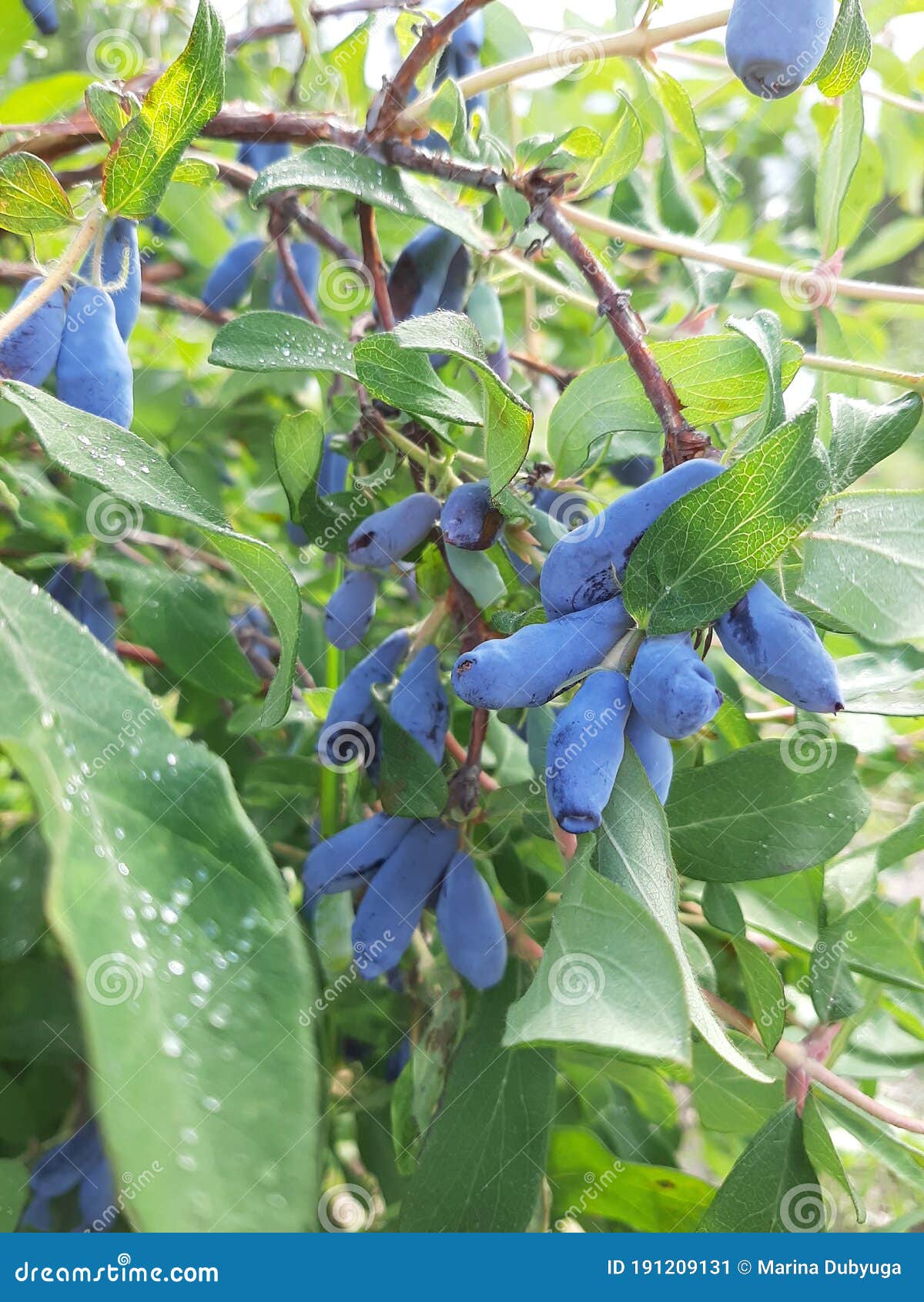 Honeysuckle Berries. a Bush with Berries Stock Image Image of pile