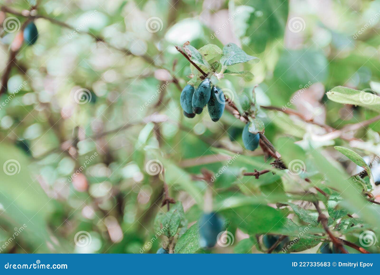 Honeysuckle Berry. Blue Berries Honeysuckle Plants Ripen on the Bush