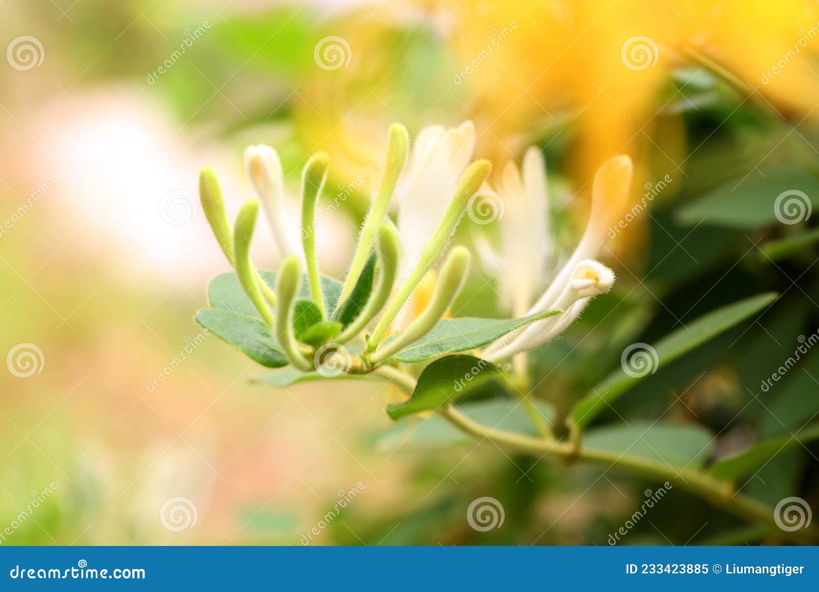 the honeysuckle flowers