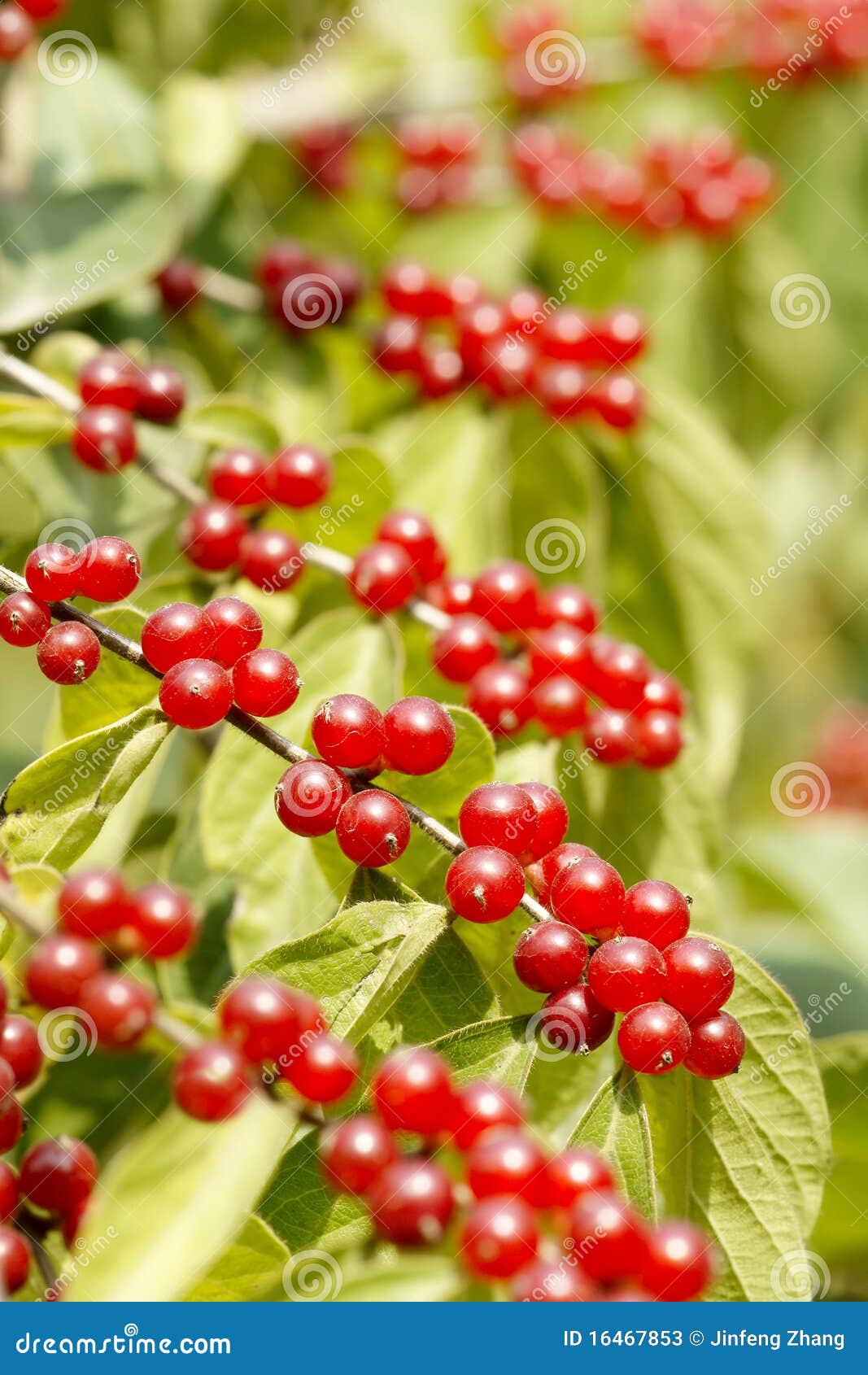 Honeysuckle fruits stock image. Image of fructification 16467853