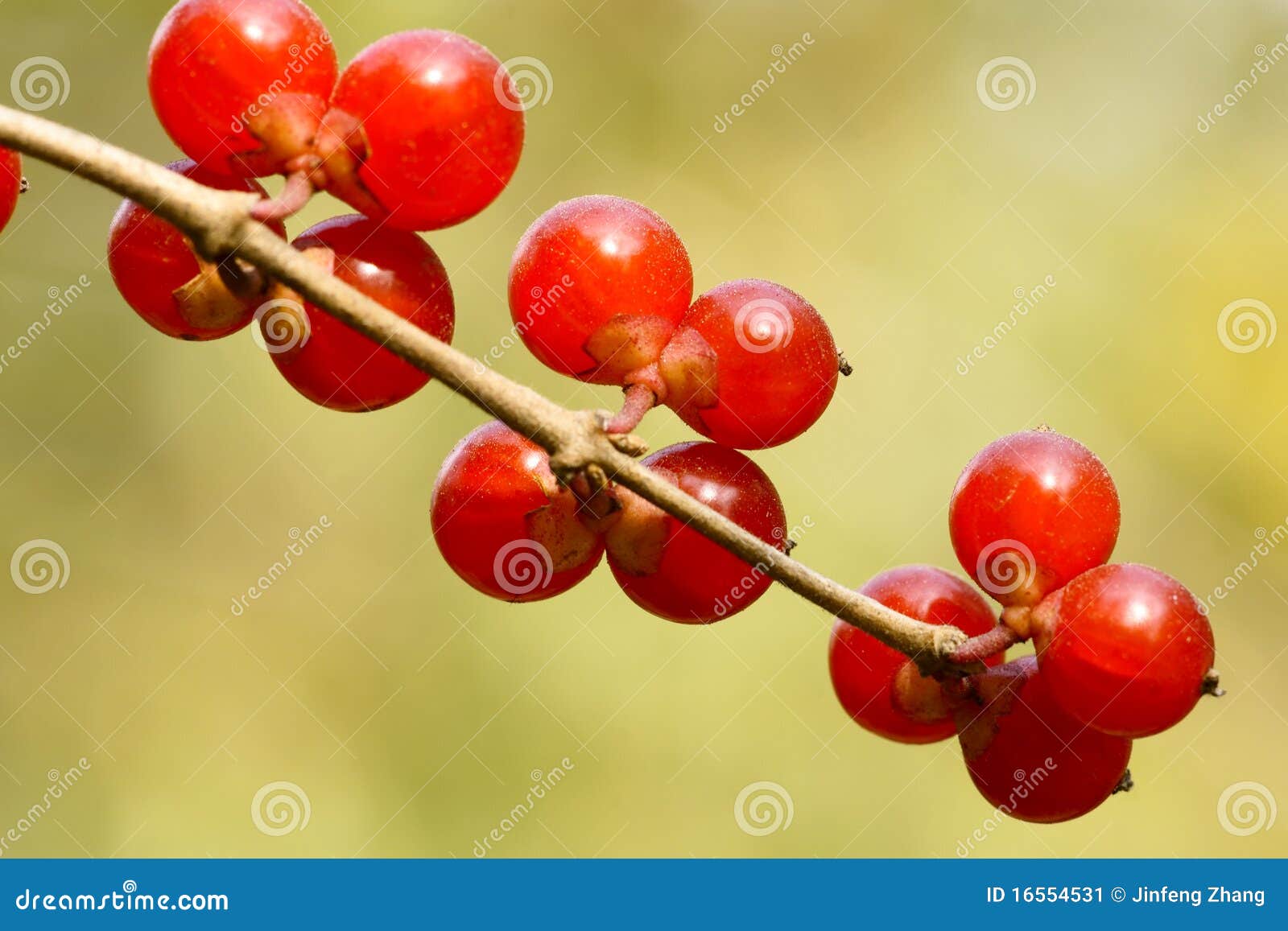 Honeysuckle fruits stock image. Image of honeysuckle 16554531