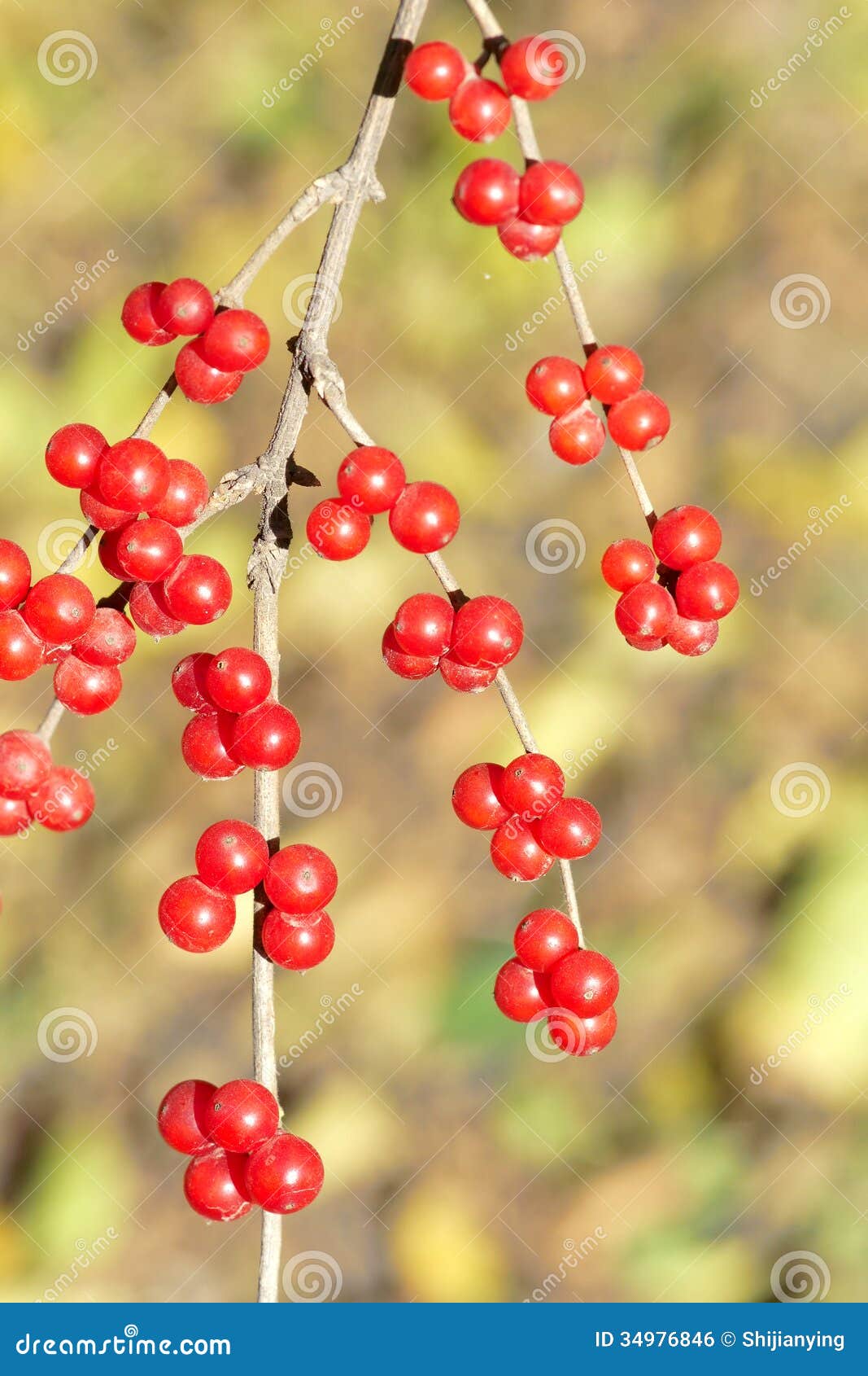 Honeysuckle fruits stock photo. Image of wild, branch 34976846