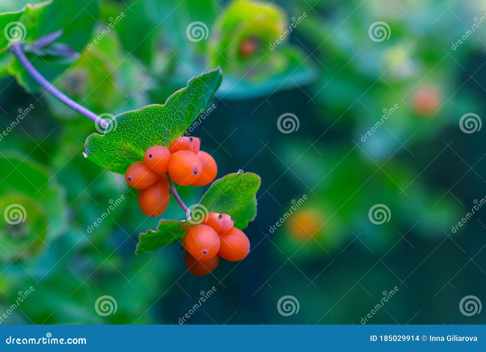 honeysuckle fruits close up
