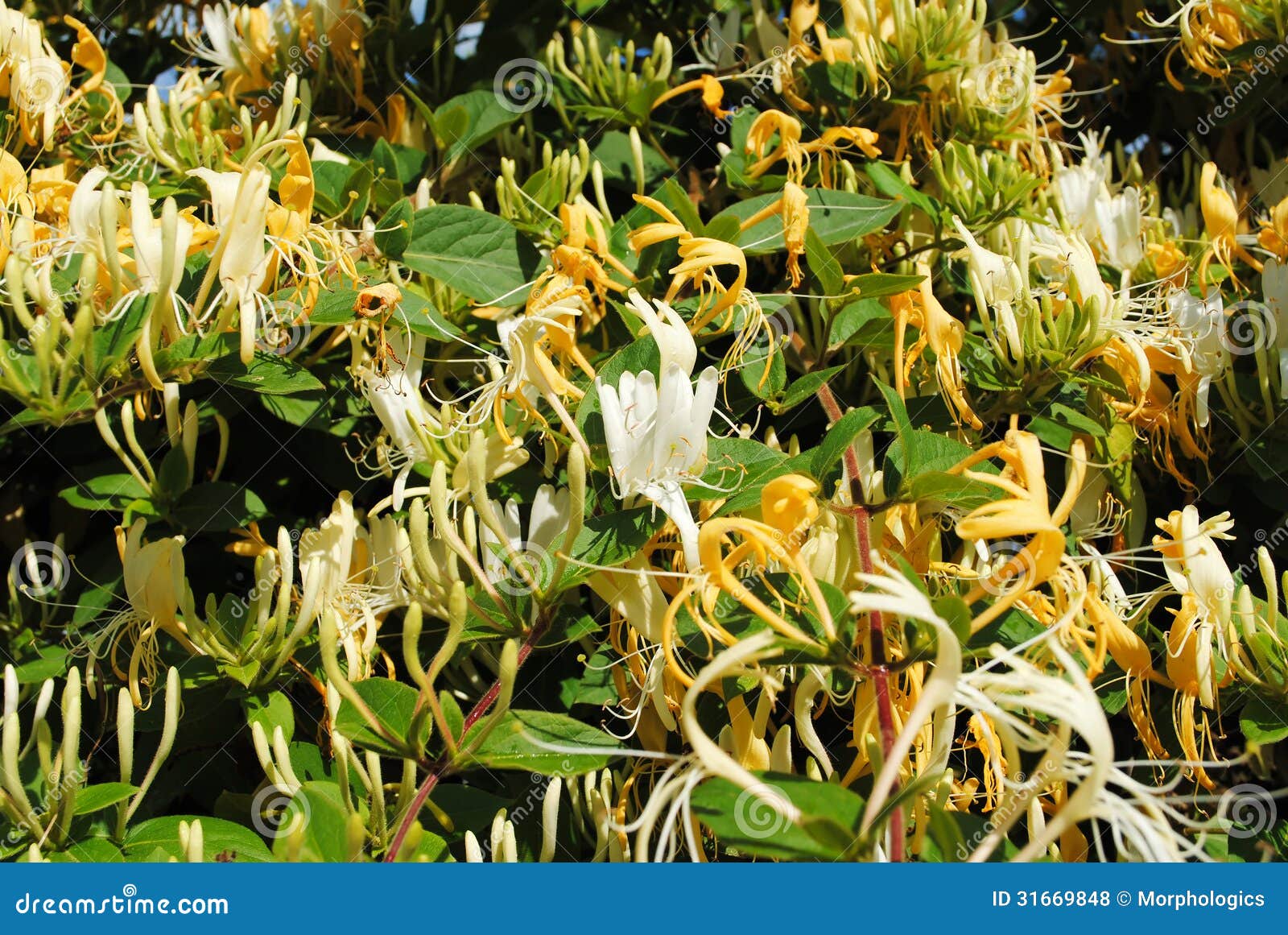 Honeysuckle stock photo. Image of white, vine, wildflower 31669848