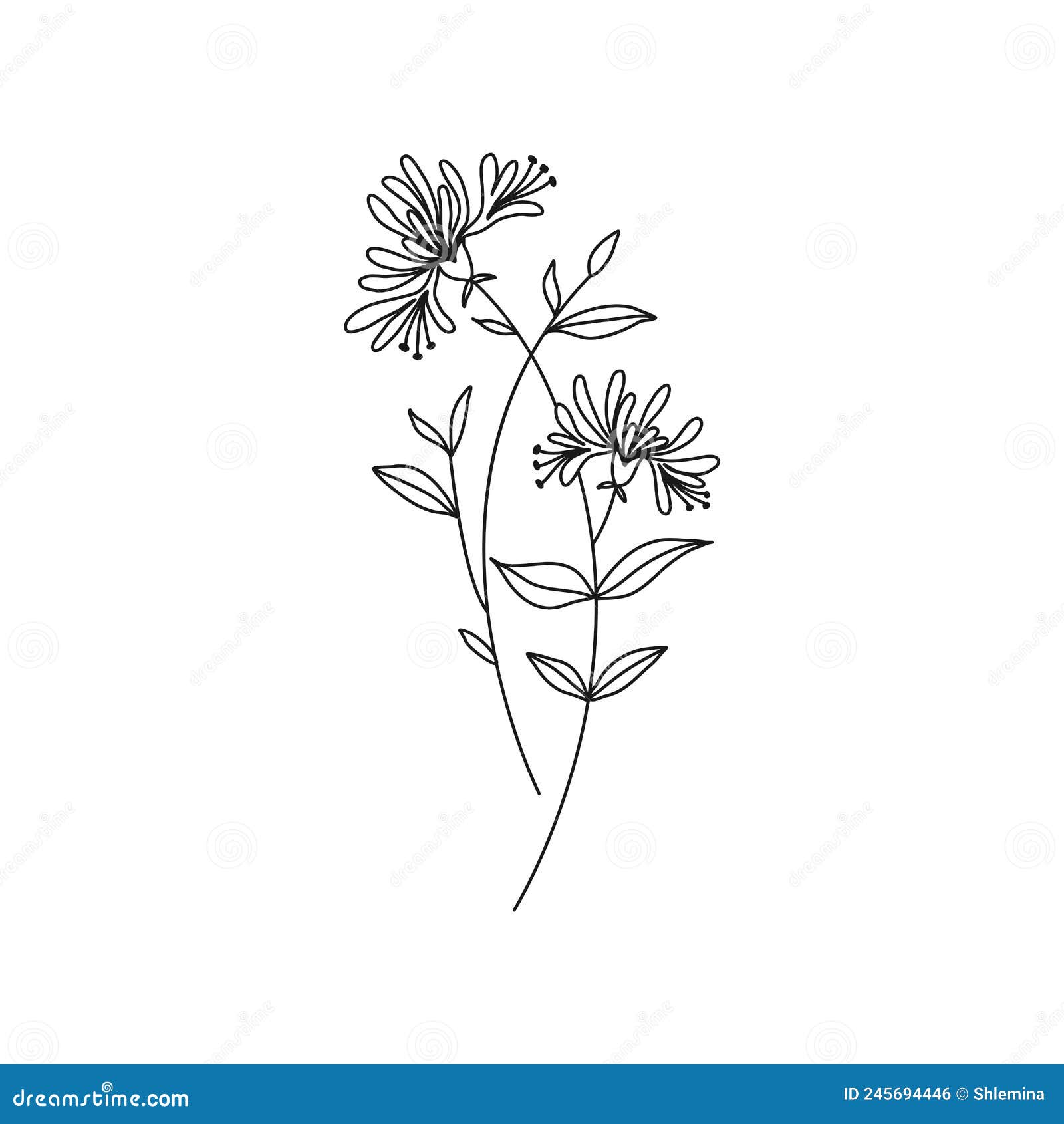 Honeysuckle June Birth Month Flower Illustration Stock Vector   Illustration of cutting sign 245694446
