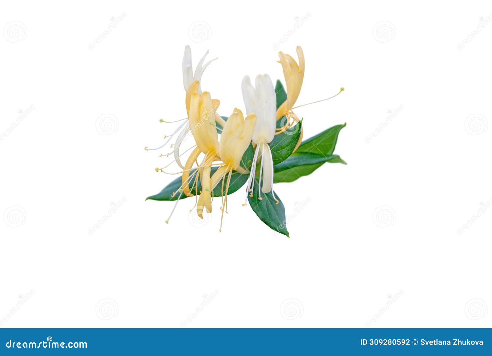 honeysuckle or lonicera japonica branch with flowers and leaves  on white. transparent png additional format