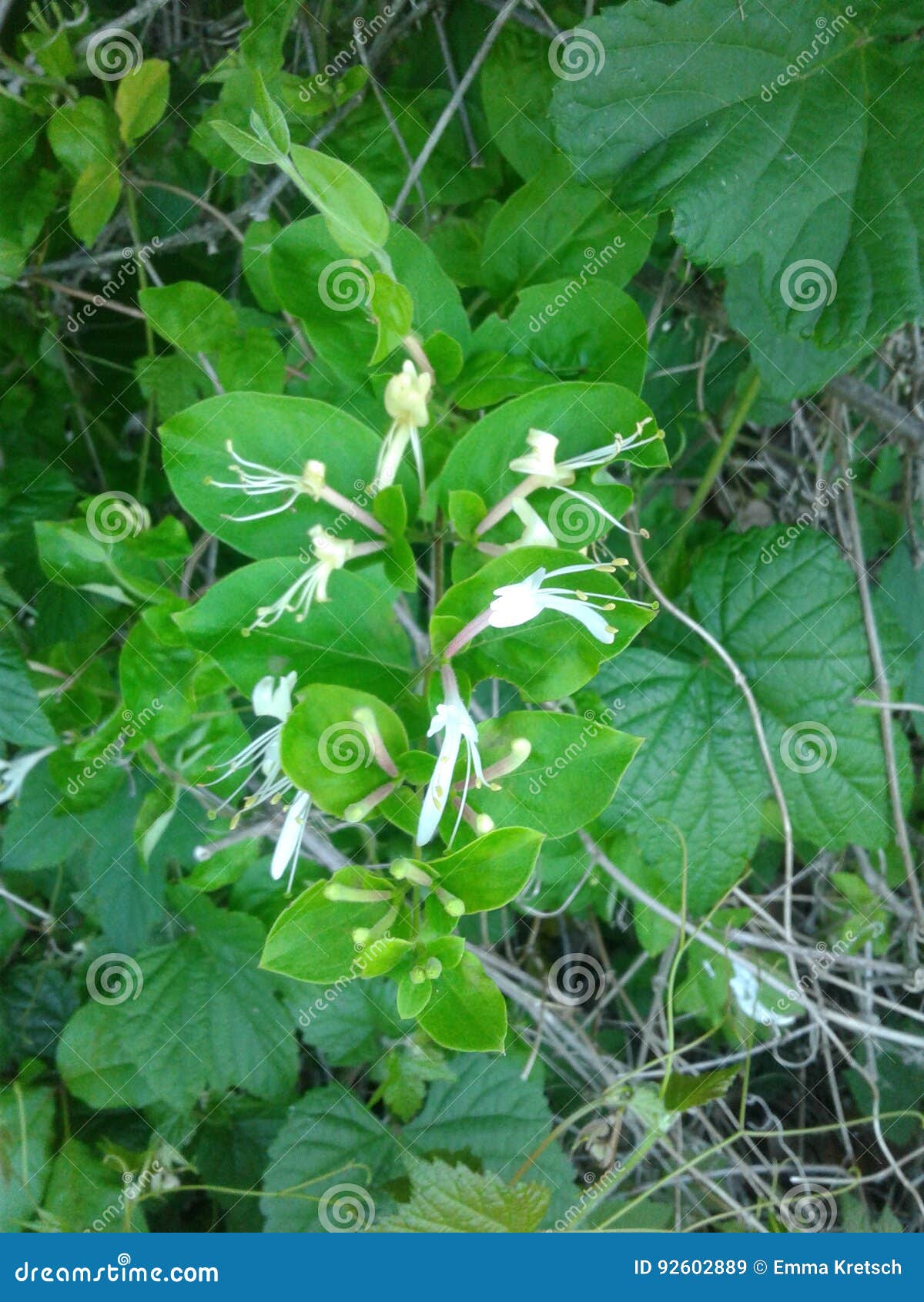 Honeysuckle stock image. Image of nectar, honeysuckle 92602889