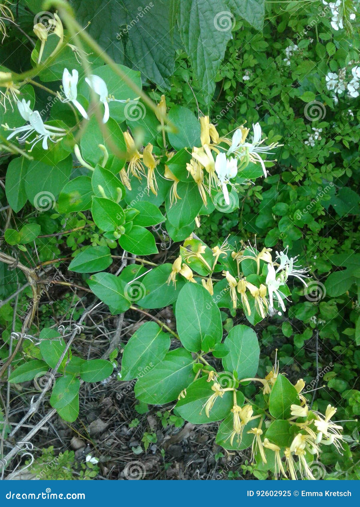 Honeysuckle stock image. Image of flora, maackii, plant 92602925