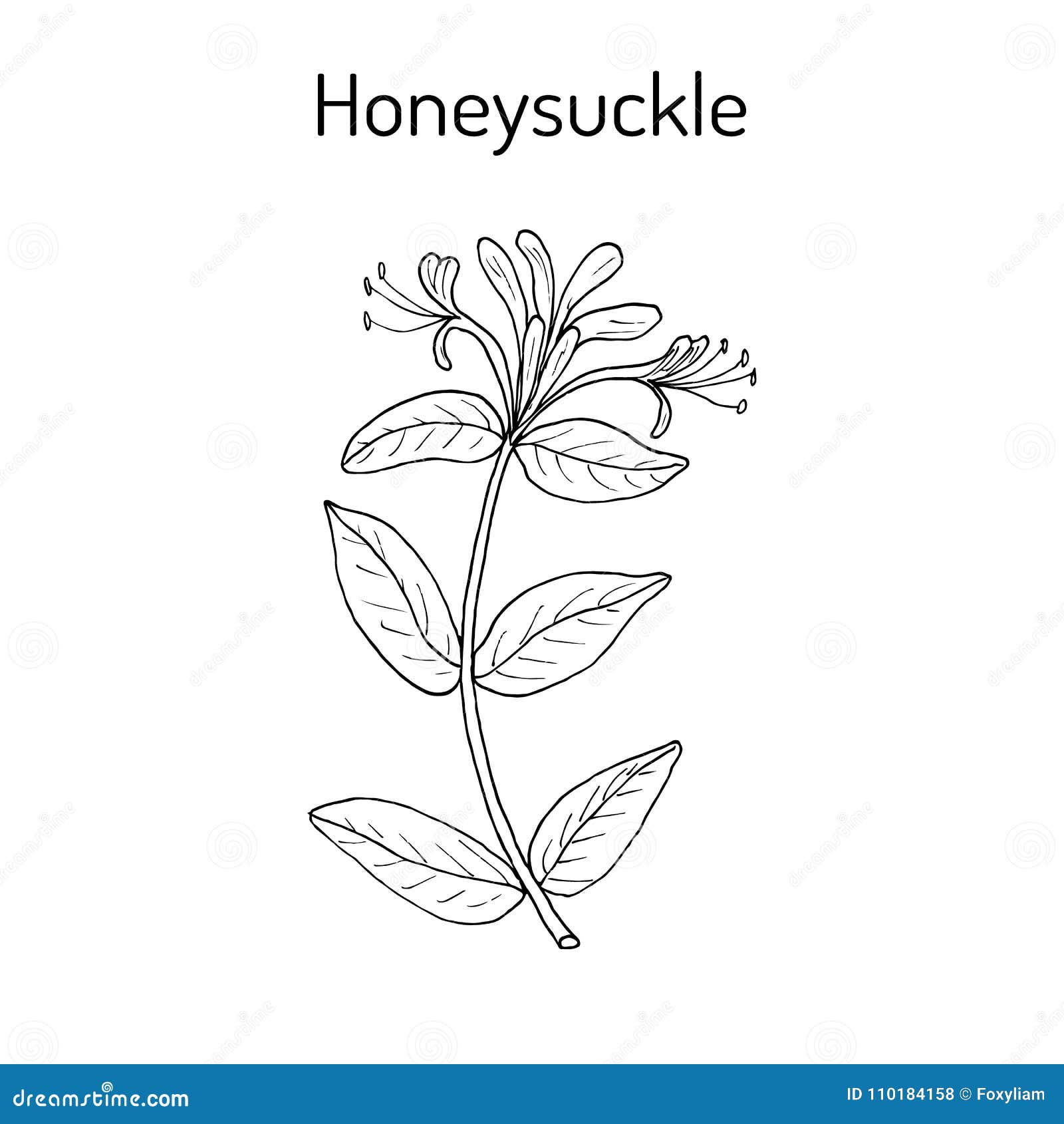 310 Drawing Of The Honeysuckle Flowers Illustrations RoyaltyFree Vector  Graphics  Clip Art  iStock