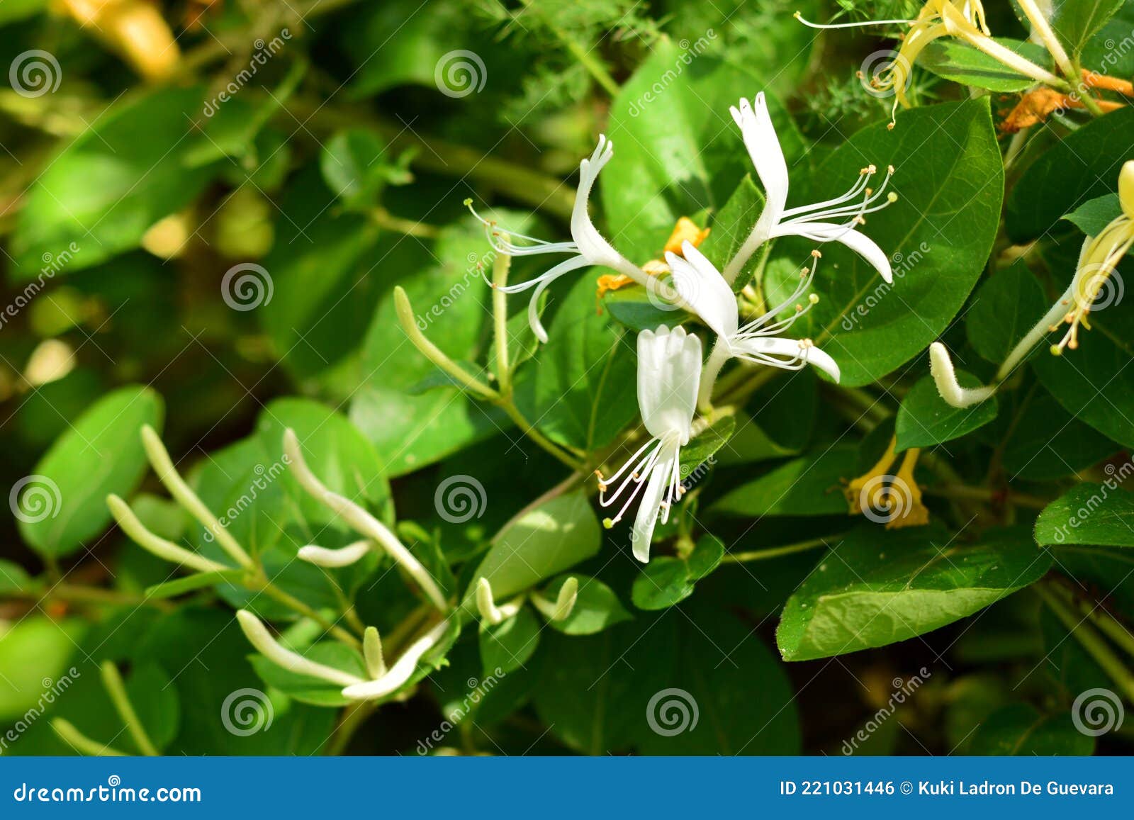 honeysuckle plant with white flowers