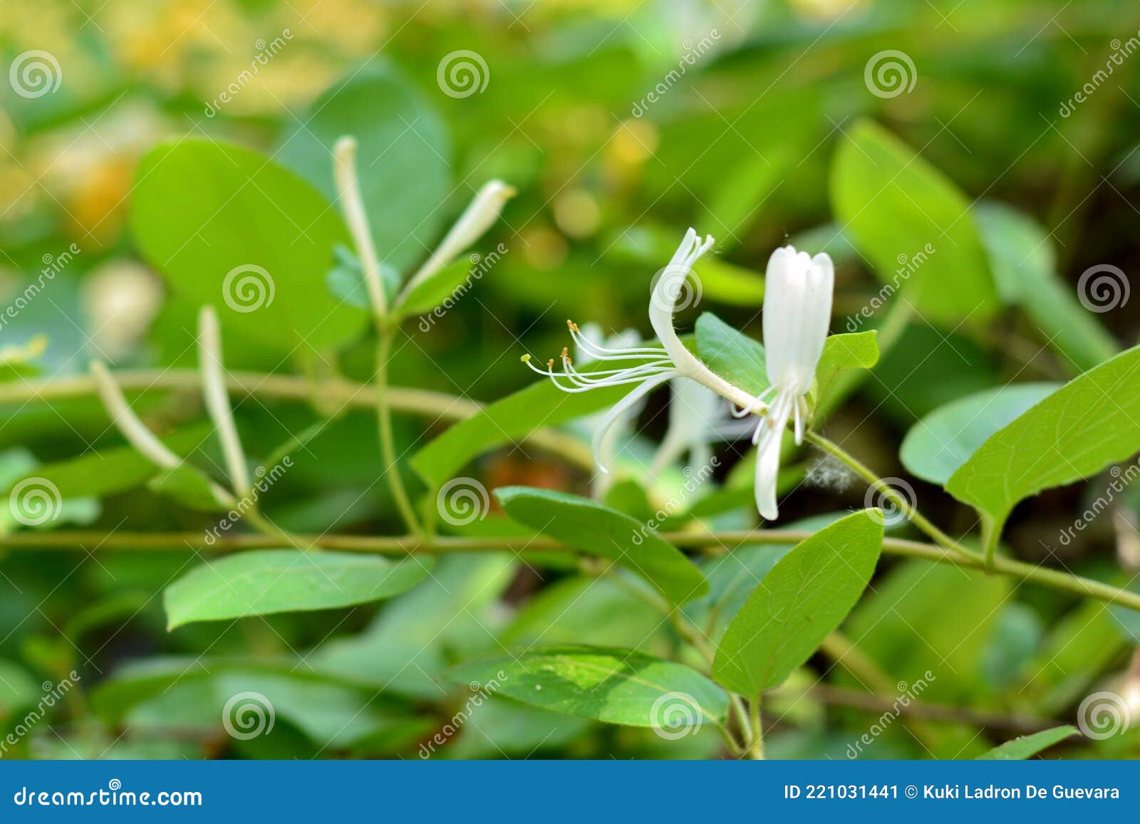 honeysuckle plant with white flowers