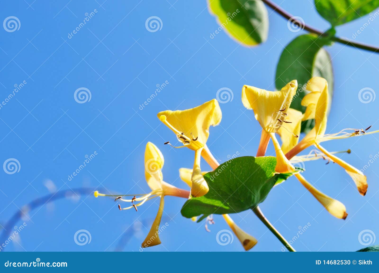 Beautiful Honeysuckle Bush With Pink Flowers. Surreal Dark Nature