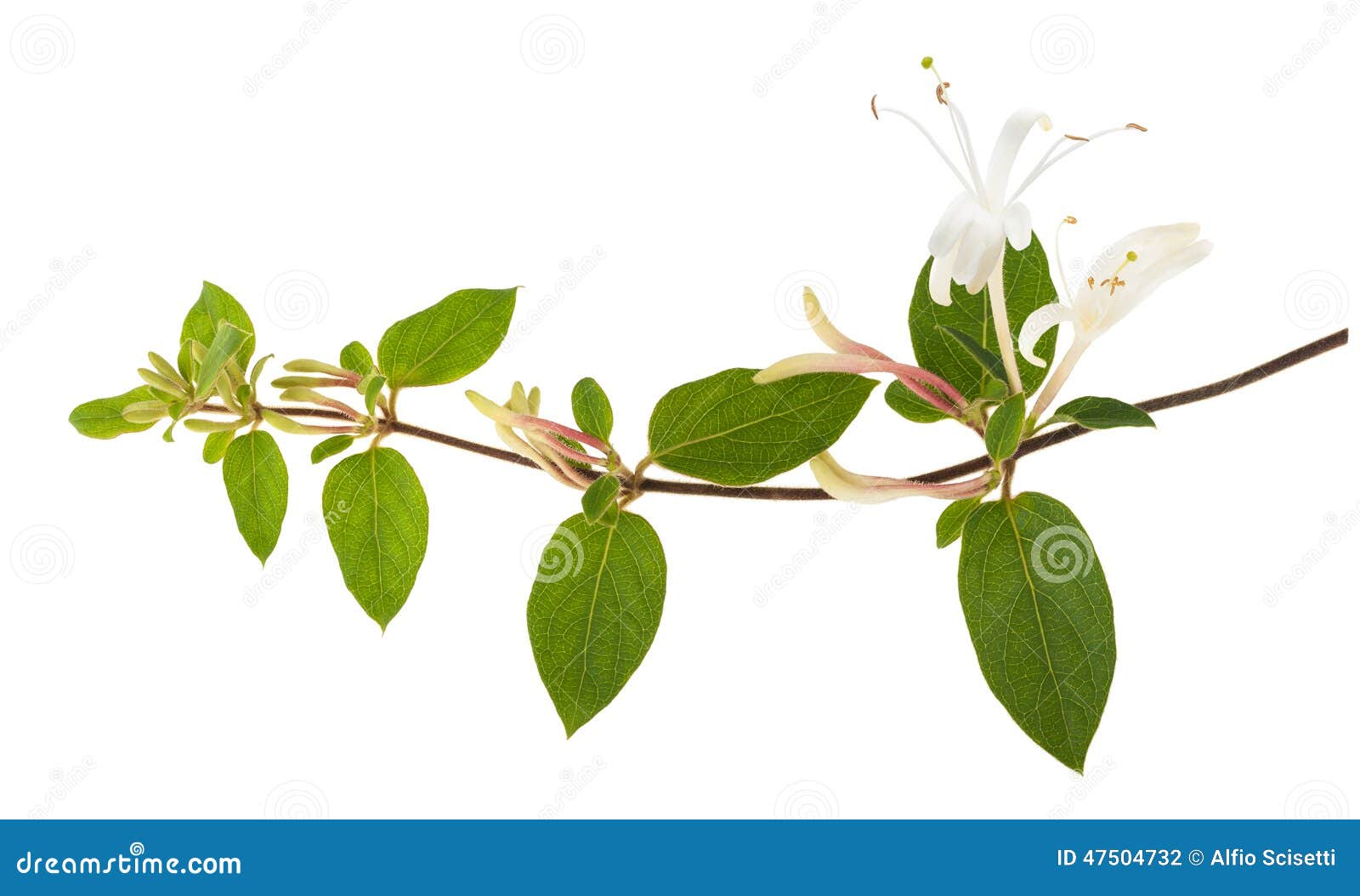 honeysuckle clipart - photo #46