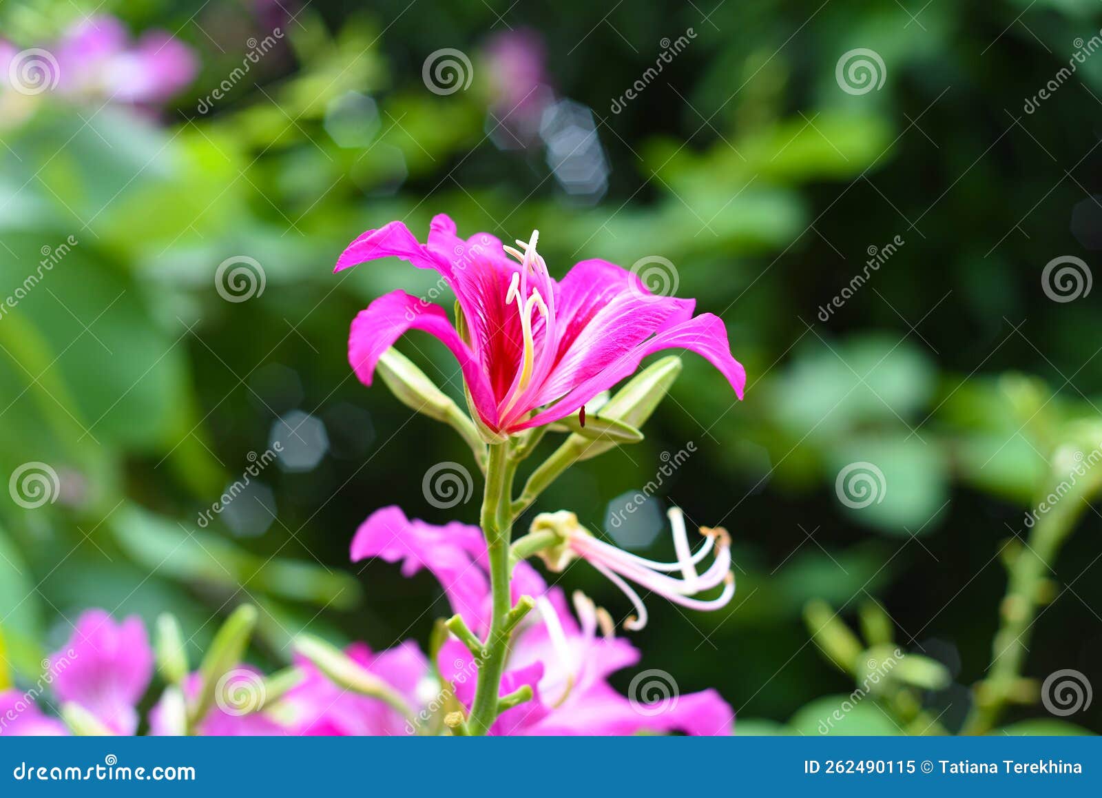 hong kong orchid tree or bauhinia blakeana growing in vietnam