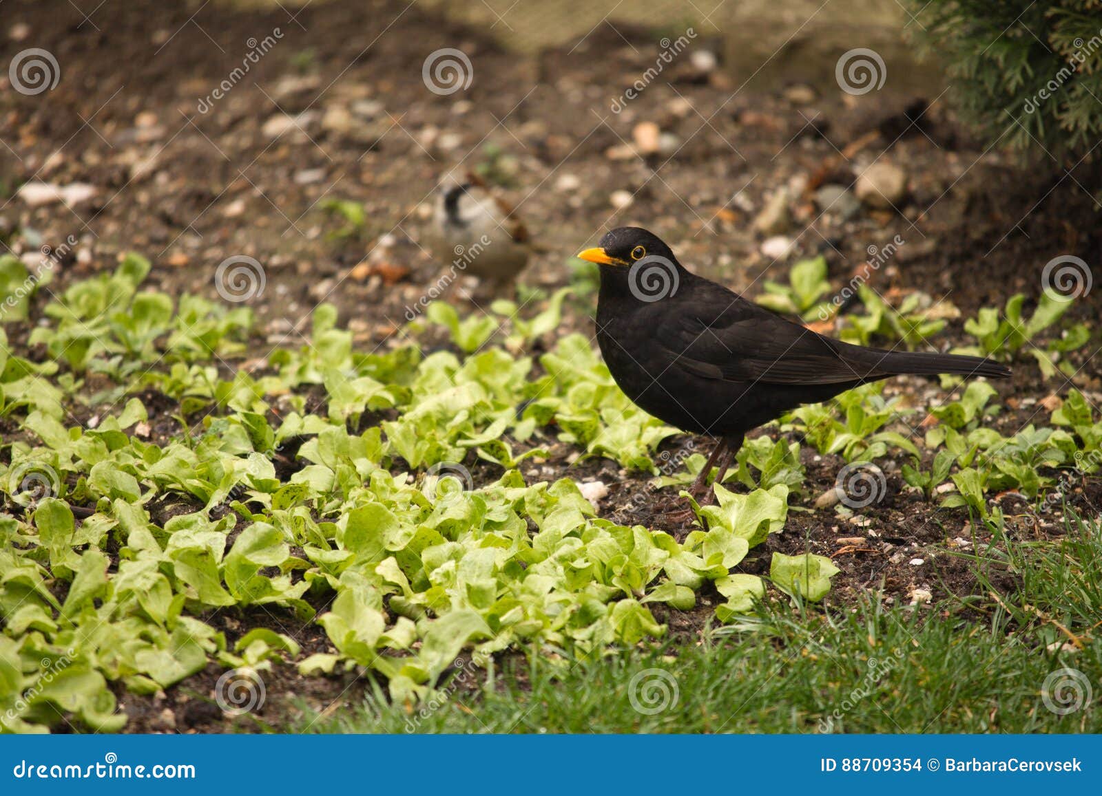 Hongerige Merel En Musdief in De Rug Voedsel in Zoeken Stock Foto - Image of waarneming, dier: