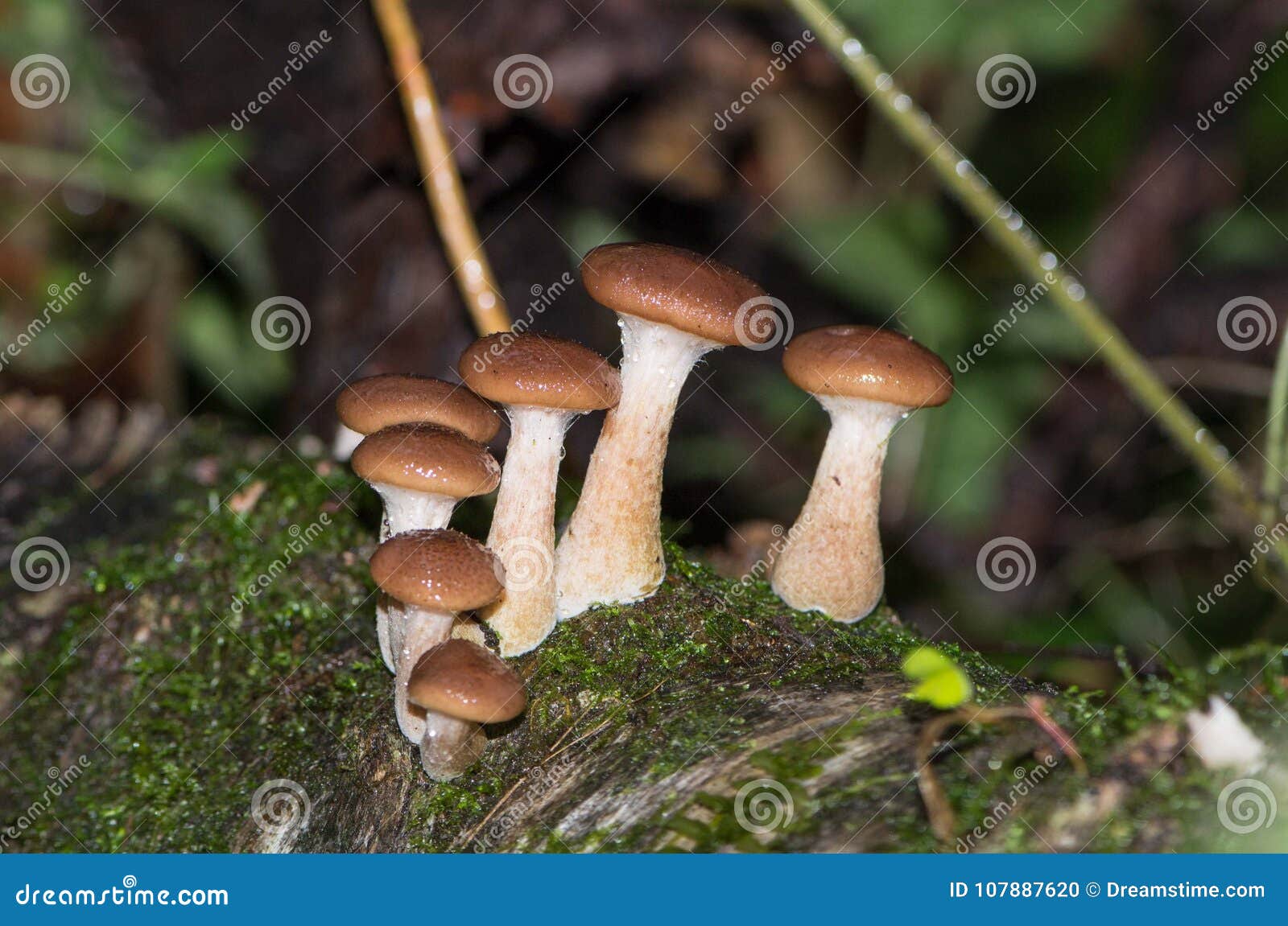 Hongo de miel en un tocón. Setas en un tocón en el bosque del otoño