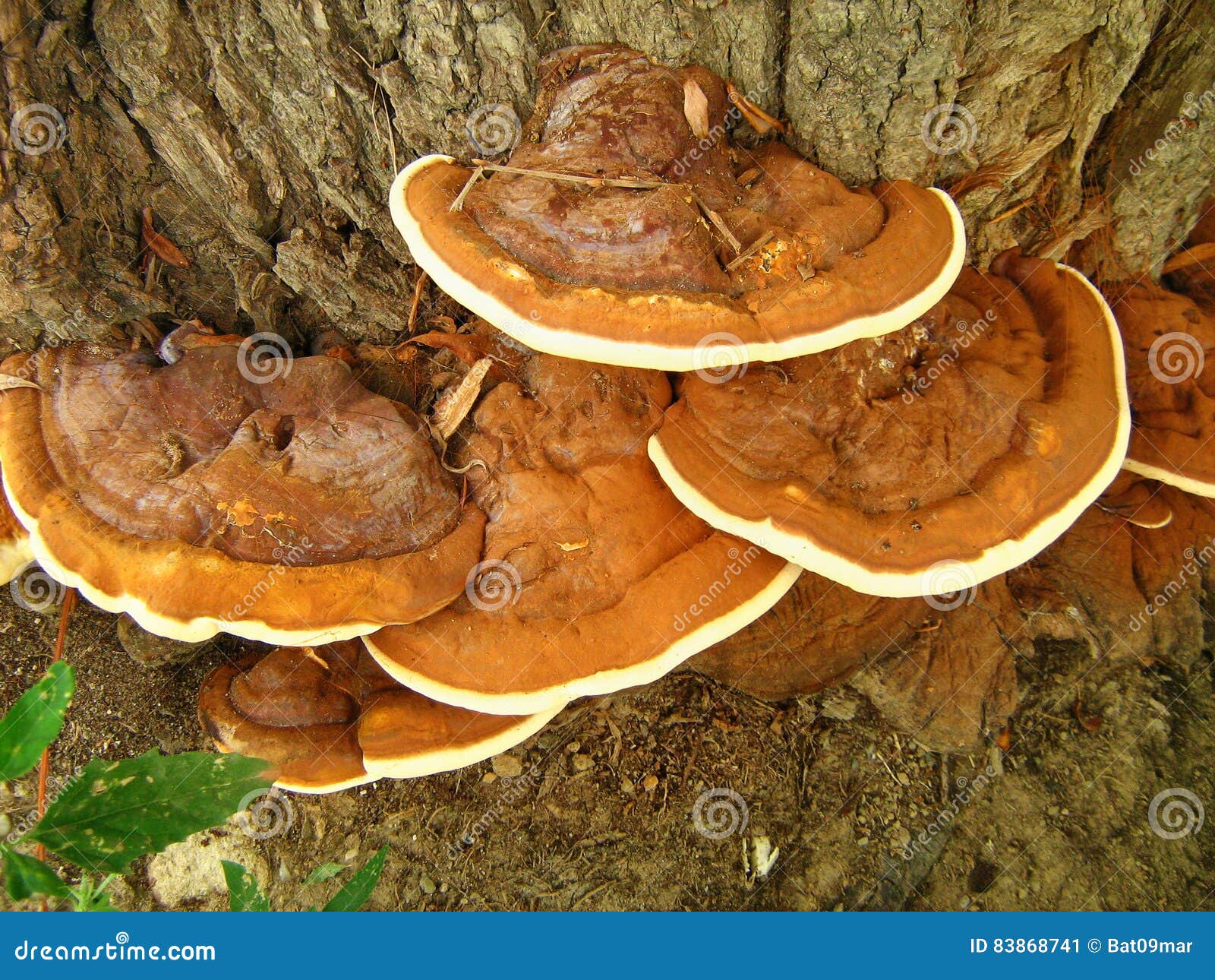 Hongo De Soporte Del Applanatum De Ganoderma En Tronco De Sauce Imagen