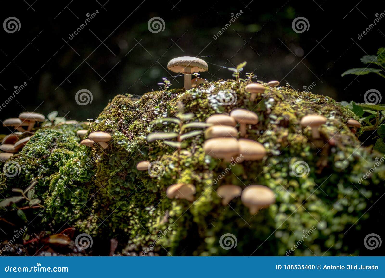 Jardín de piedra conjunto de hongos