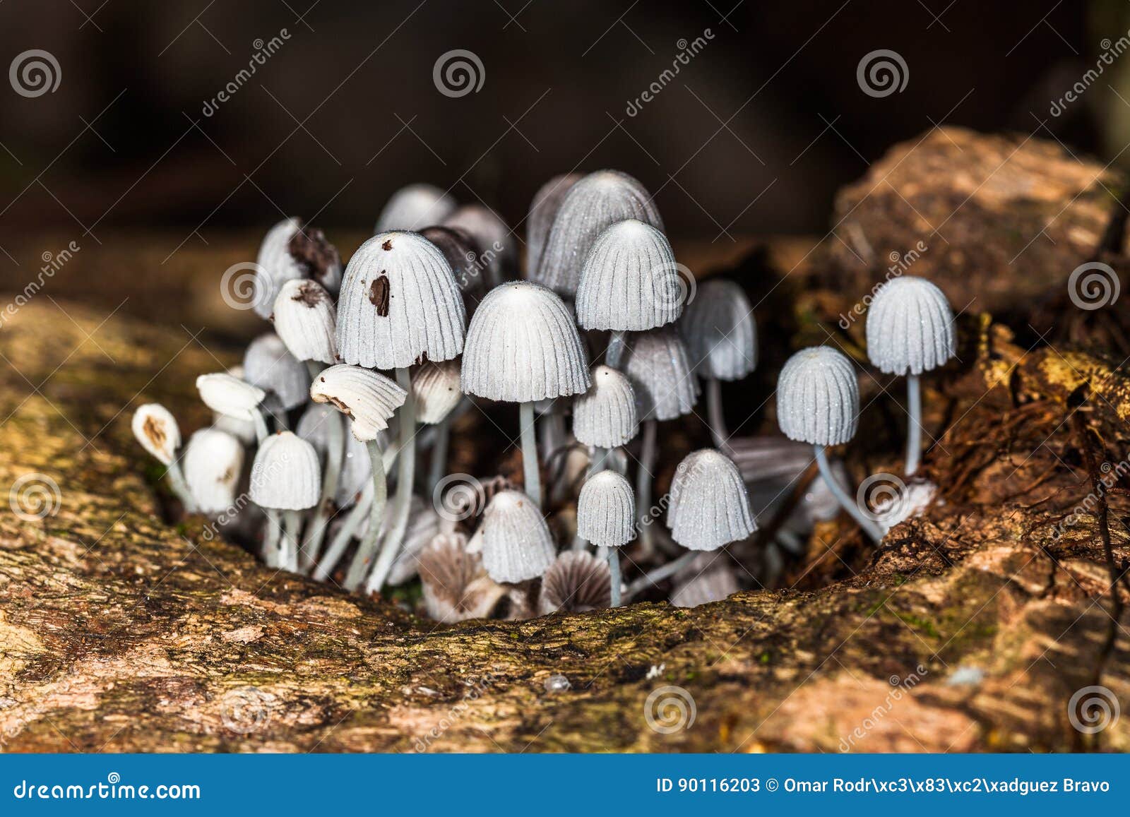 hongos silvestres - mushrooms - fungus