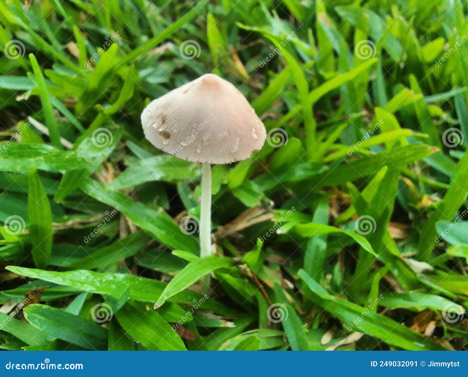 Hongos Sobre Hierba En Singapur Imagen de archivo - Imagen de crezca,  primer: 249032091, image size:1600x1290