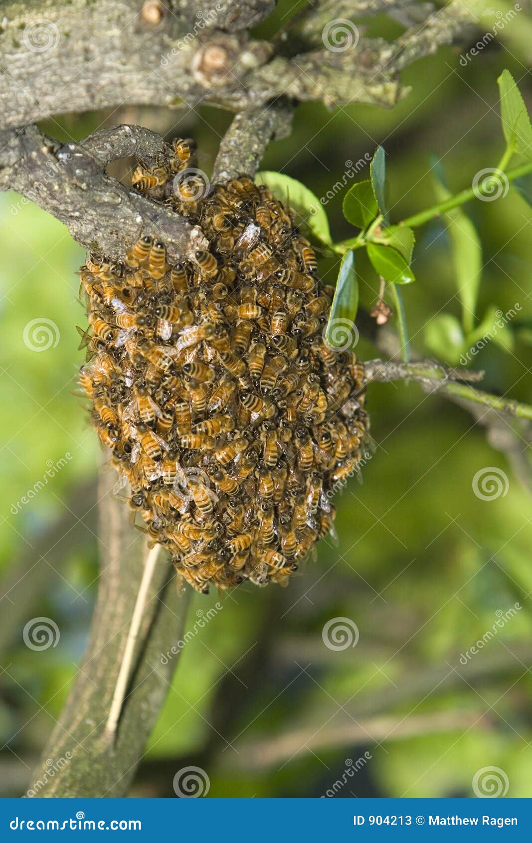 Honig Bienen Bienenstock Stockbild Bild Von Bienen Bienenstock