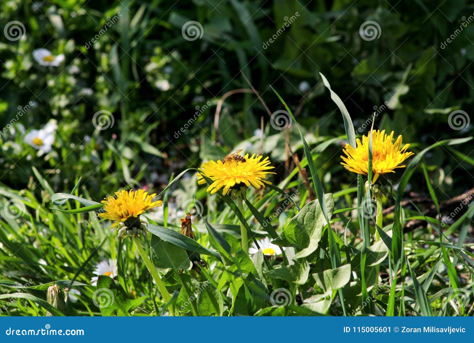 Gelbe Blumen Im Garten Stock Photos 10,019 Images