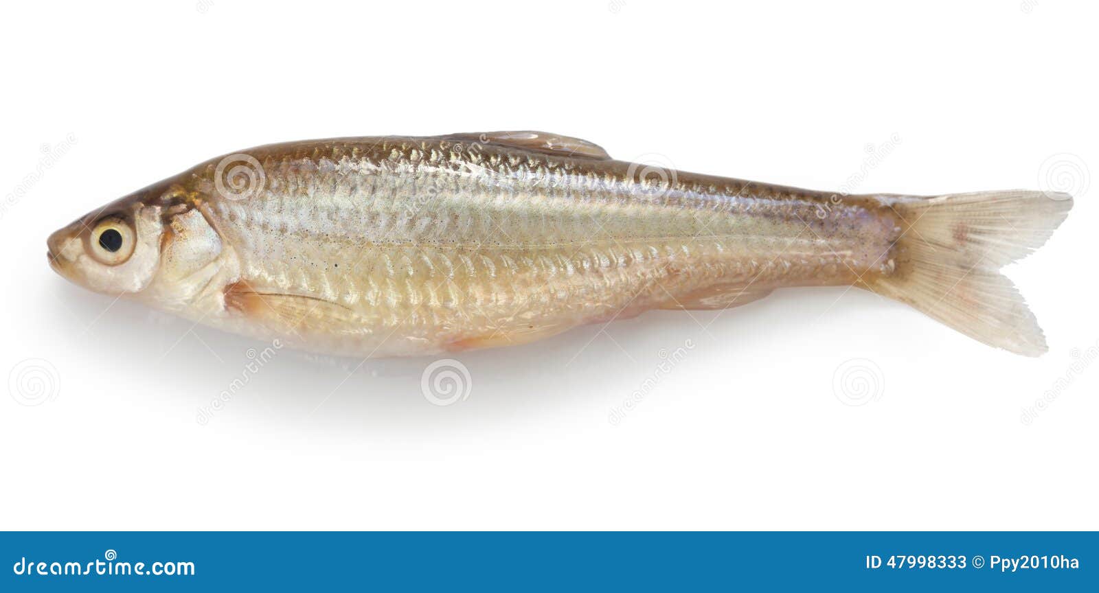 honmoroko, japanese willow shiner(female)