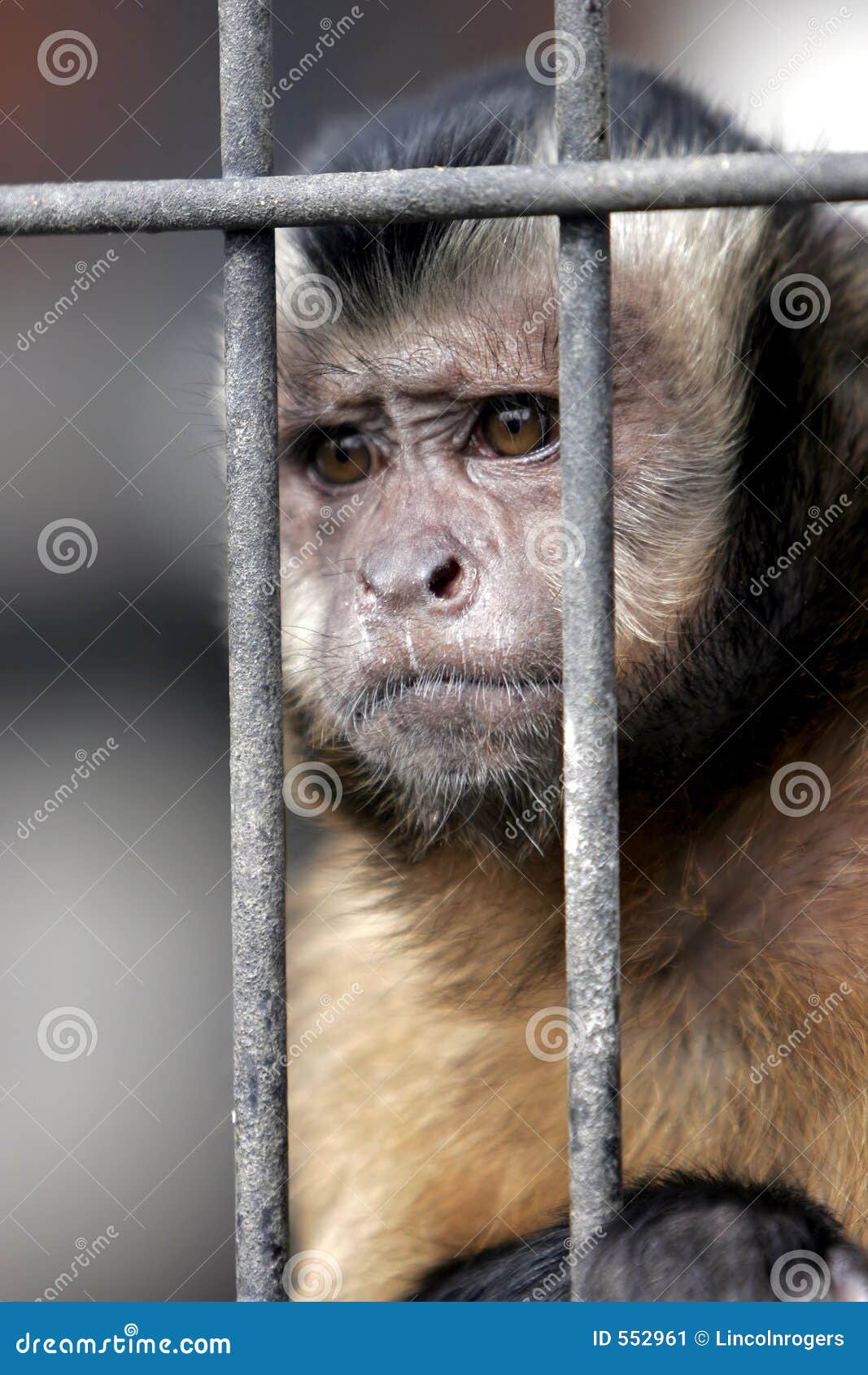 hooded-capuchin-monkey-behind-bars-55296