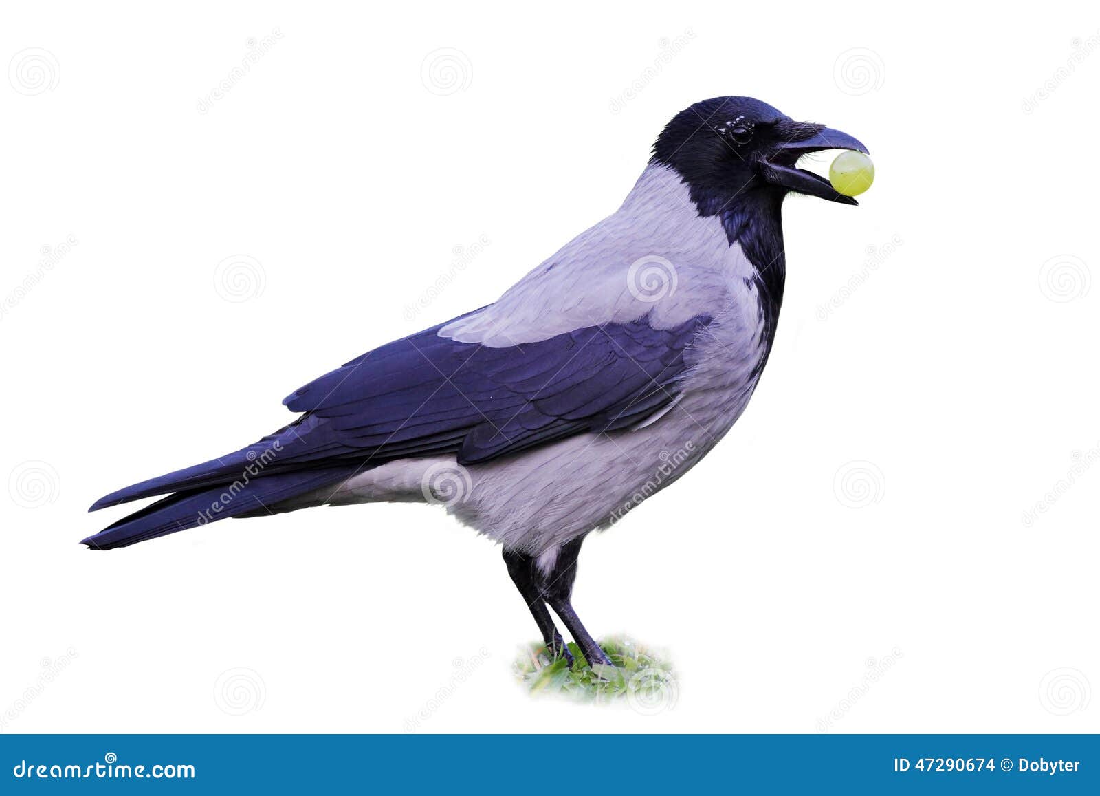 hooded crow (corvus cornix) holding grape.