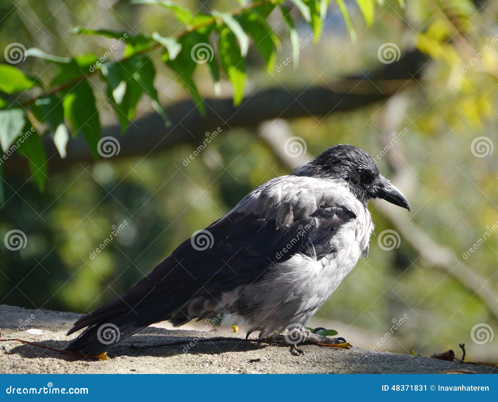 a hooded crow or corvus cornix