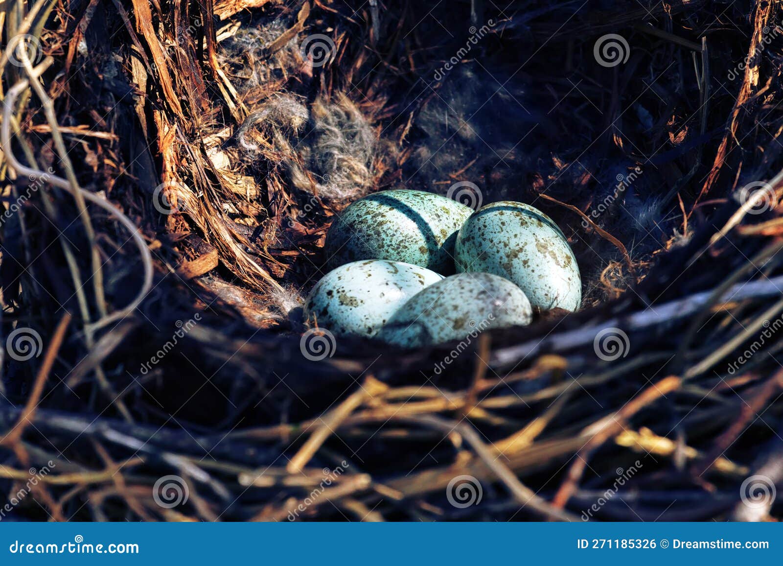 hooded crow (corvus cornix) nest