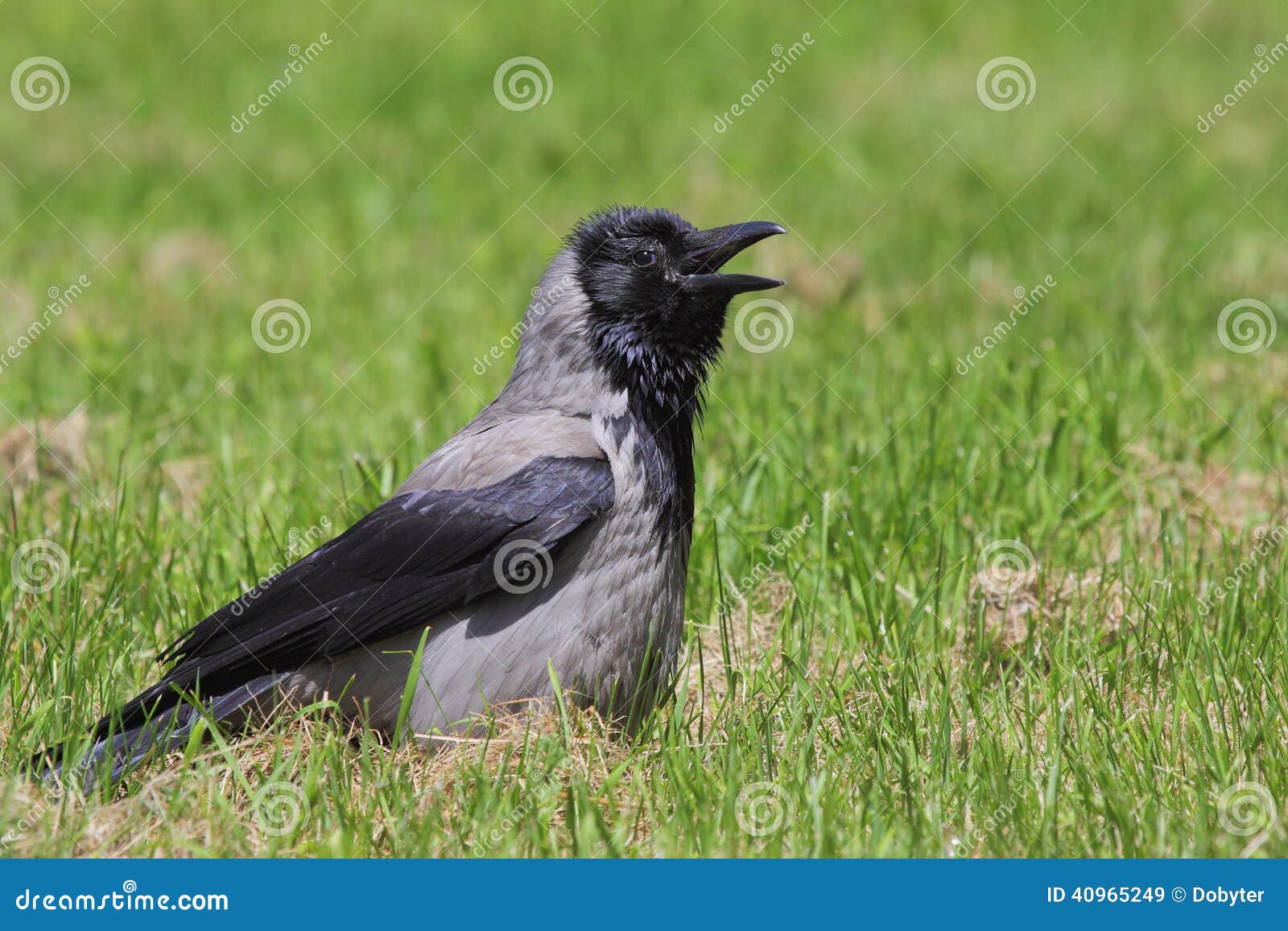 hooded crow (corvus cornix).