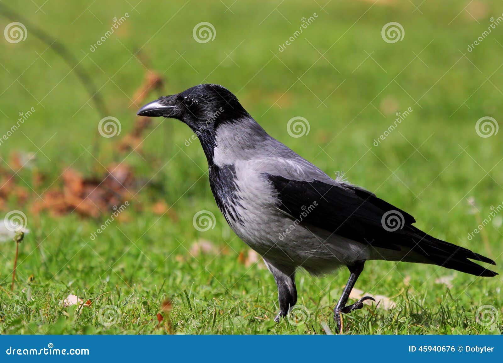 hooded crow (corvus cornix).