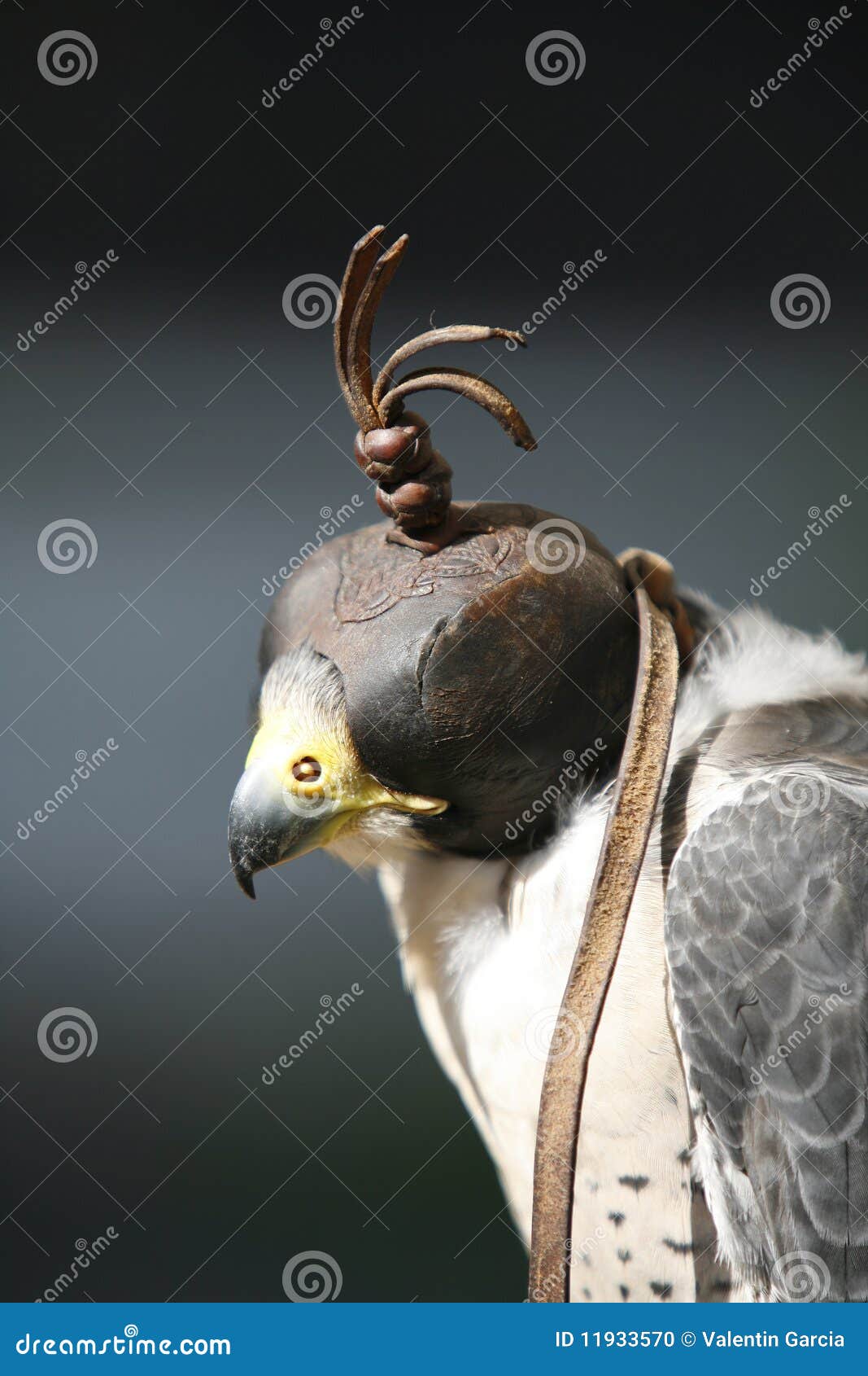 Hooded Falcon stock photo. Image of captive, nature, bird 11933570