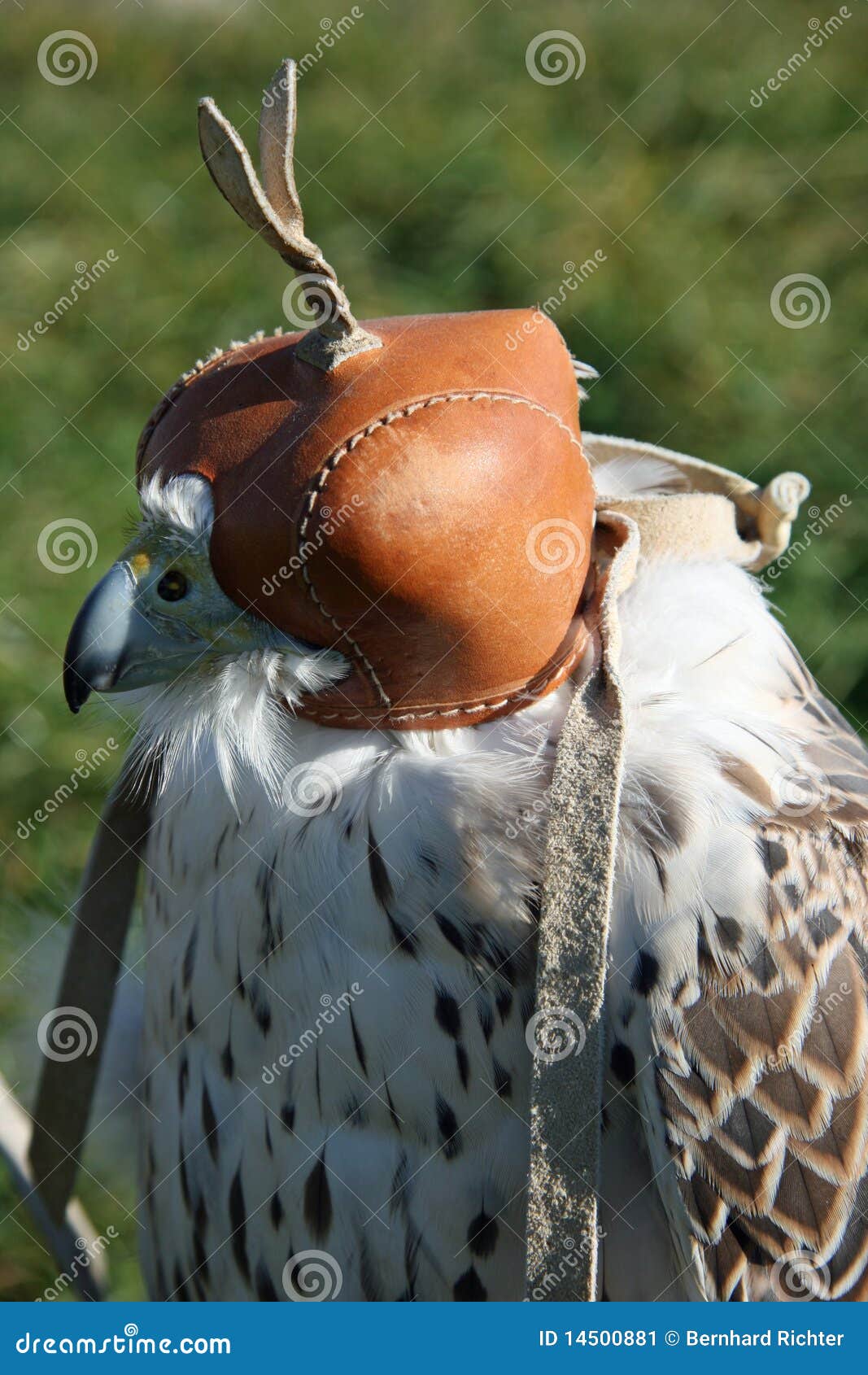 Hooded Falcon stock image. Image of prey, feeding, white 14500881