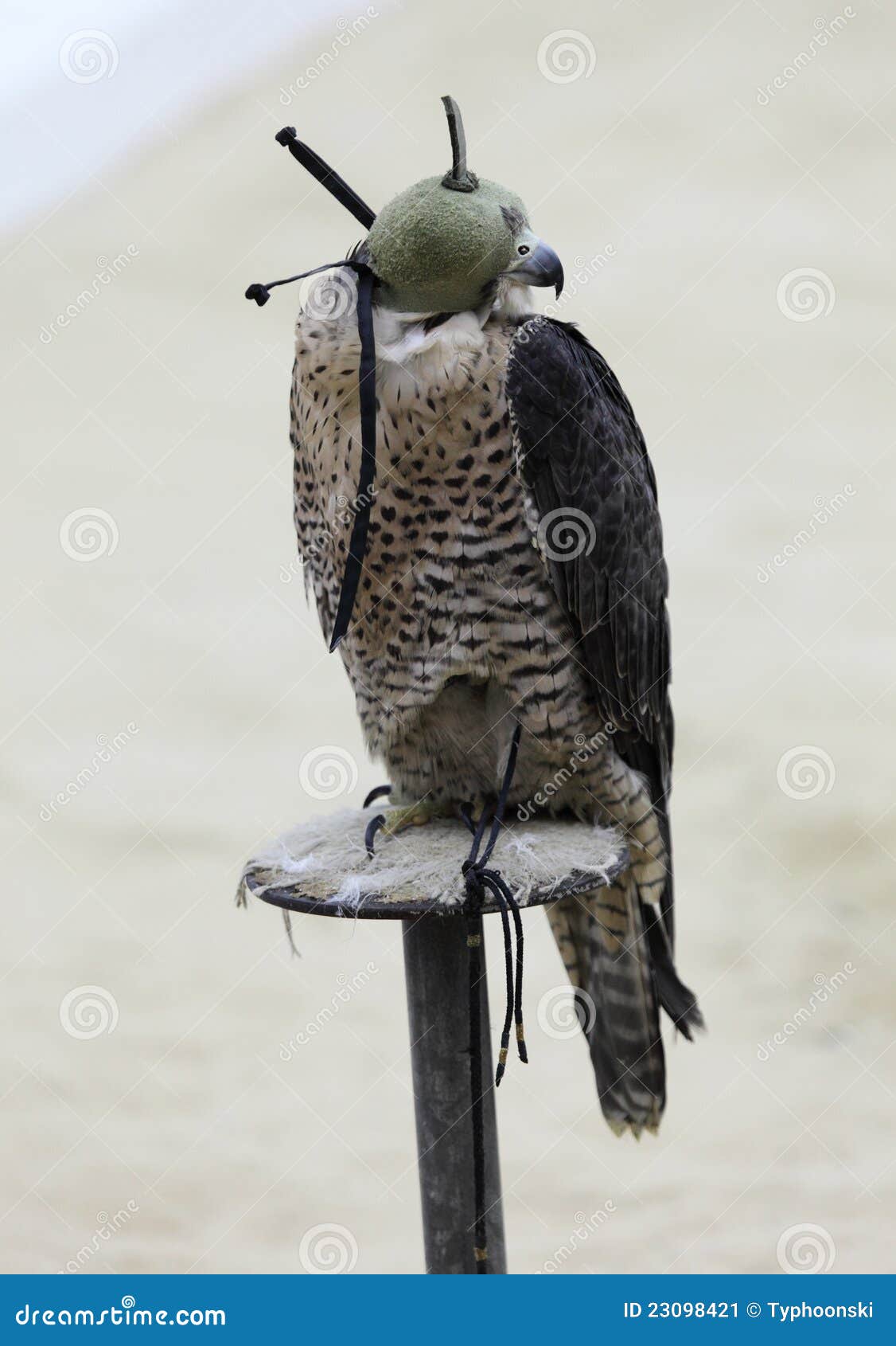 Hooded Falcon Stock Photos Download 127 Royalty Free Photos