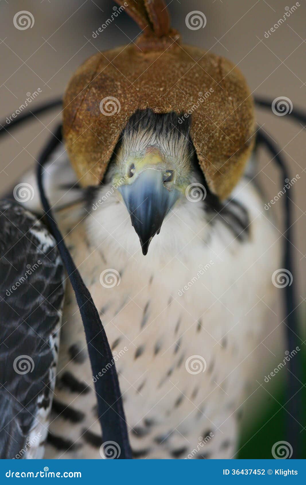 Hooded Falcon stock photo. Image of hunters, festival 36437452