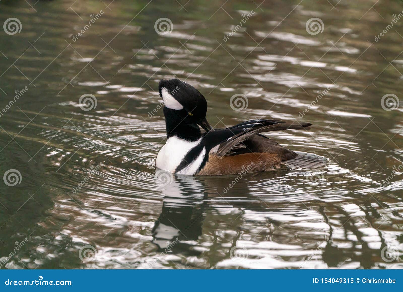 British Duck Identification Chart