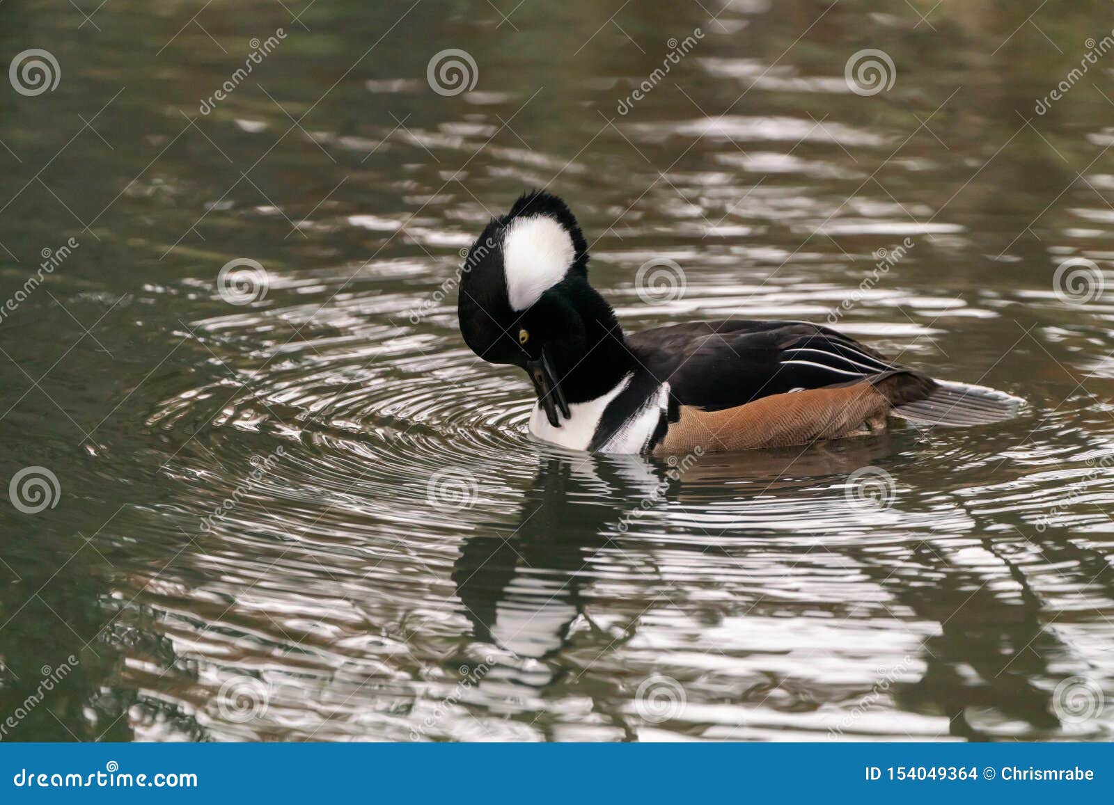 British Duck Identification Chart