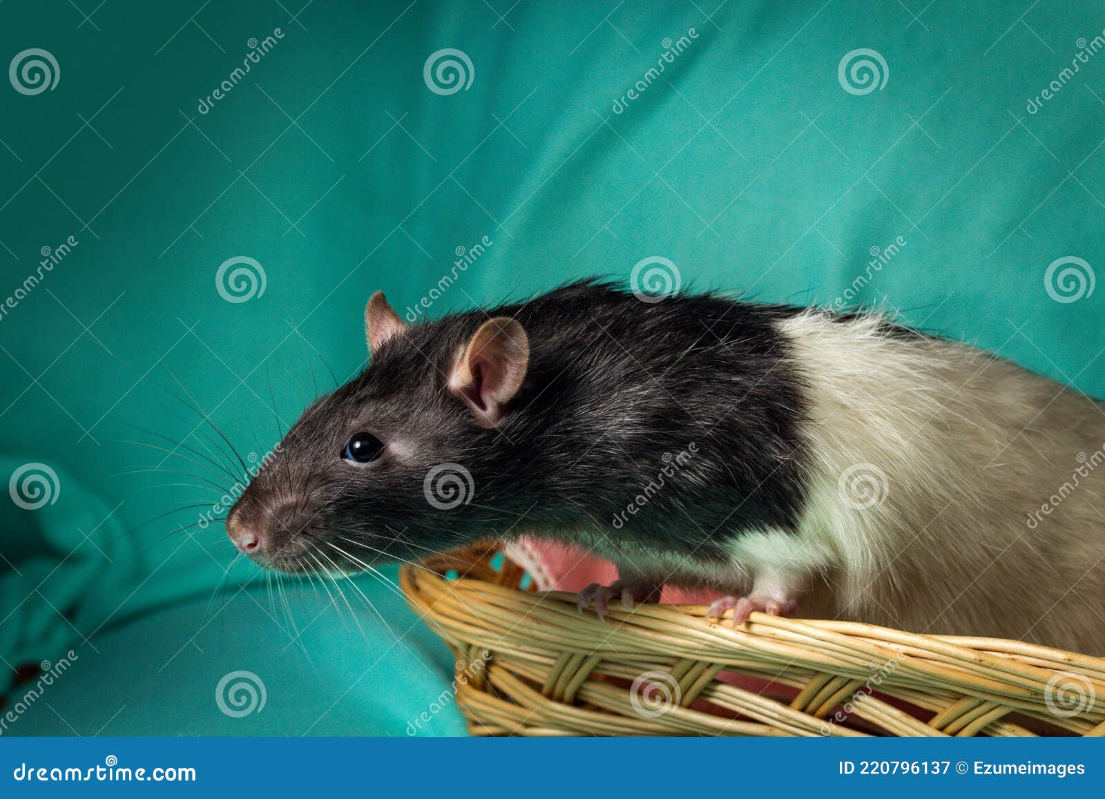 Hooded Rat Wicker Basket stock image. Image of exploring 220796137