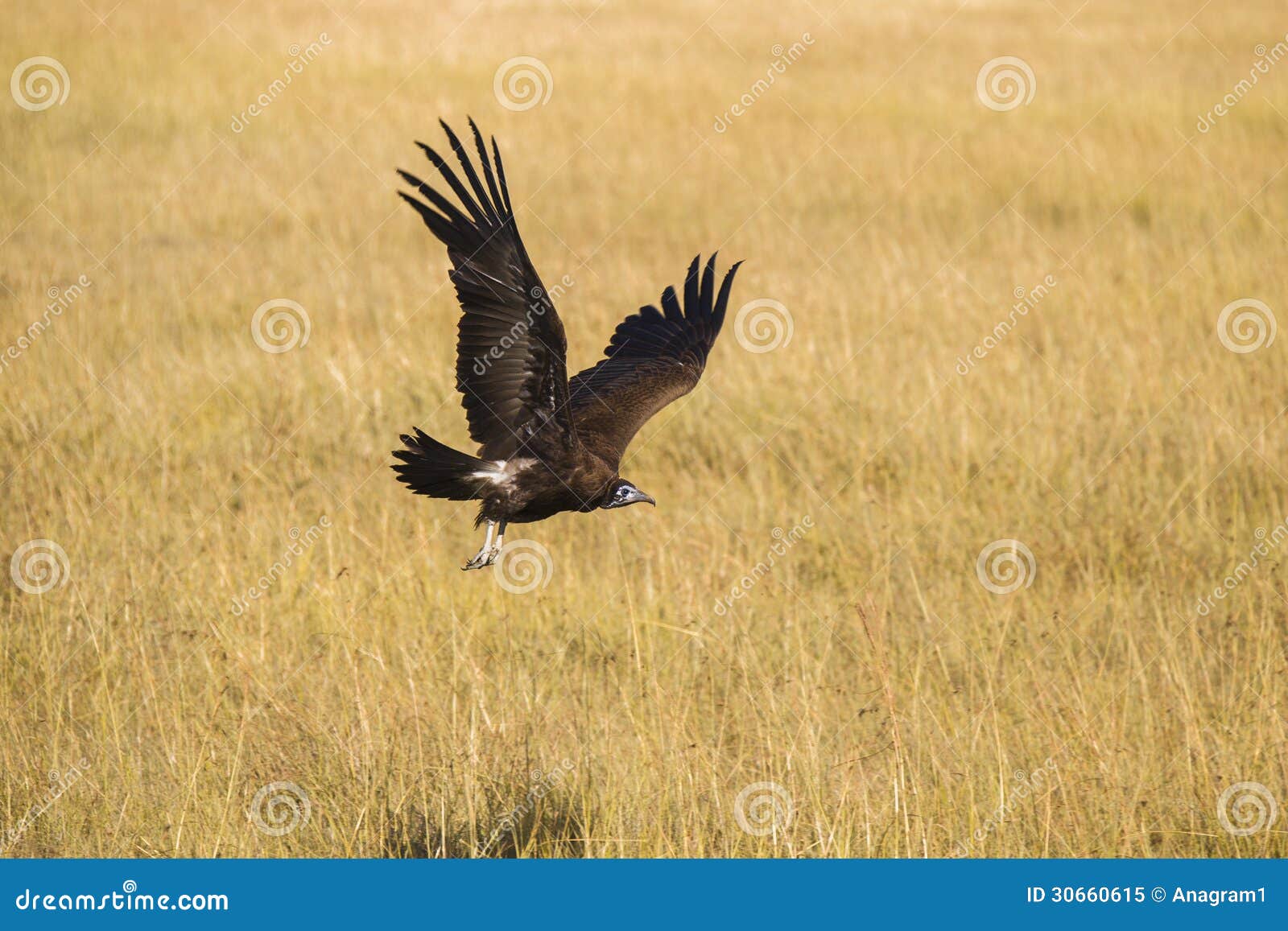 hooded vulture in flight