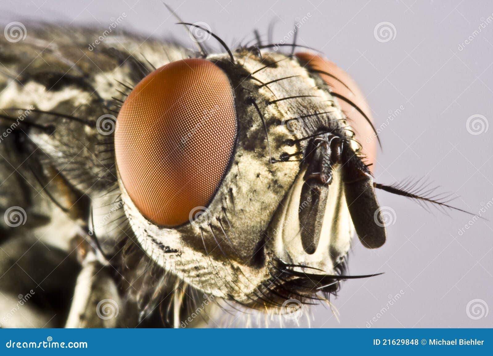 Selección NINFAS TUNGSTENO EVERY DAY - 30 Moscas Con Caja - Foto 10